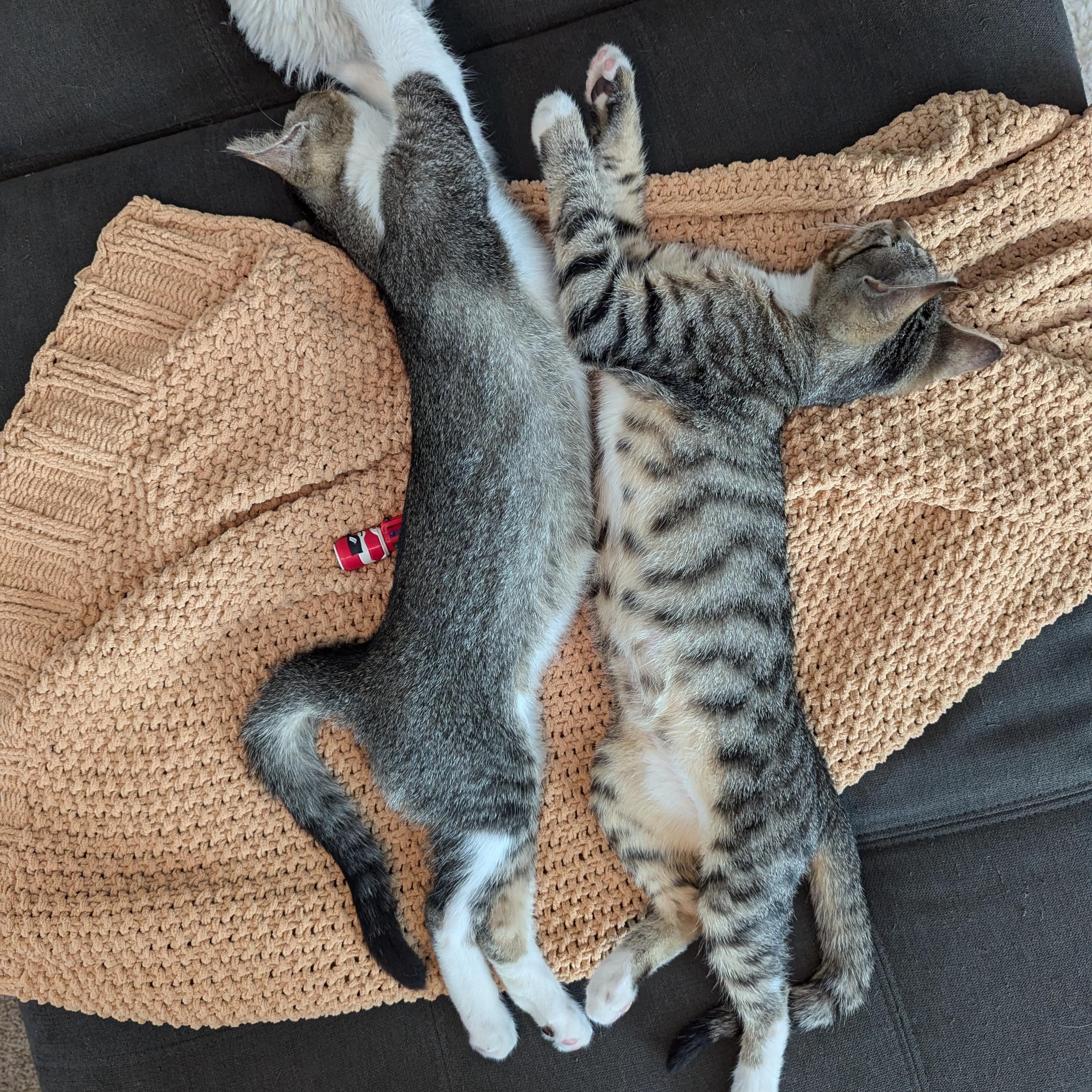 Hamilton & Franklin, a Adopted mixed breed in Chula Vista, CA image 4/6