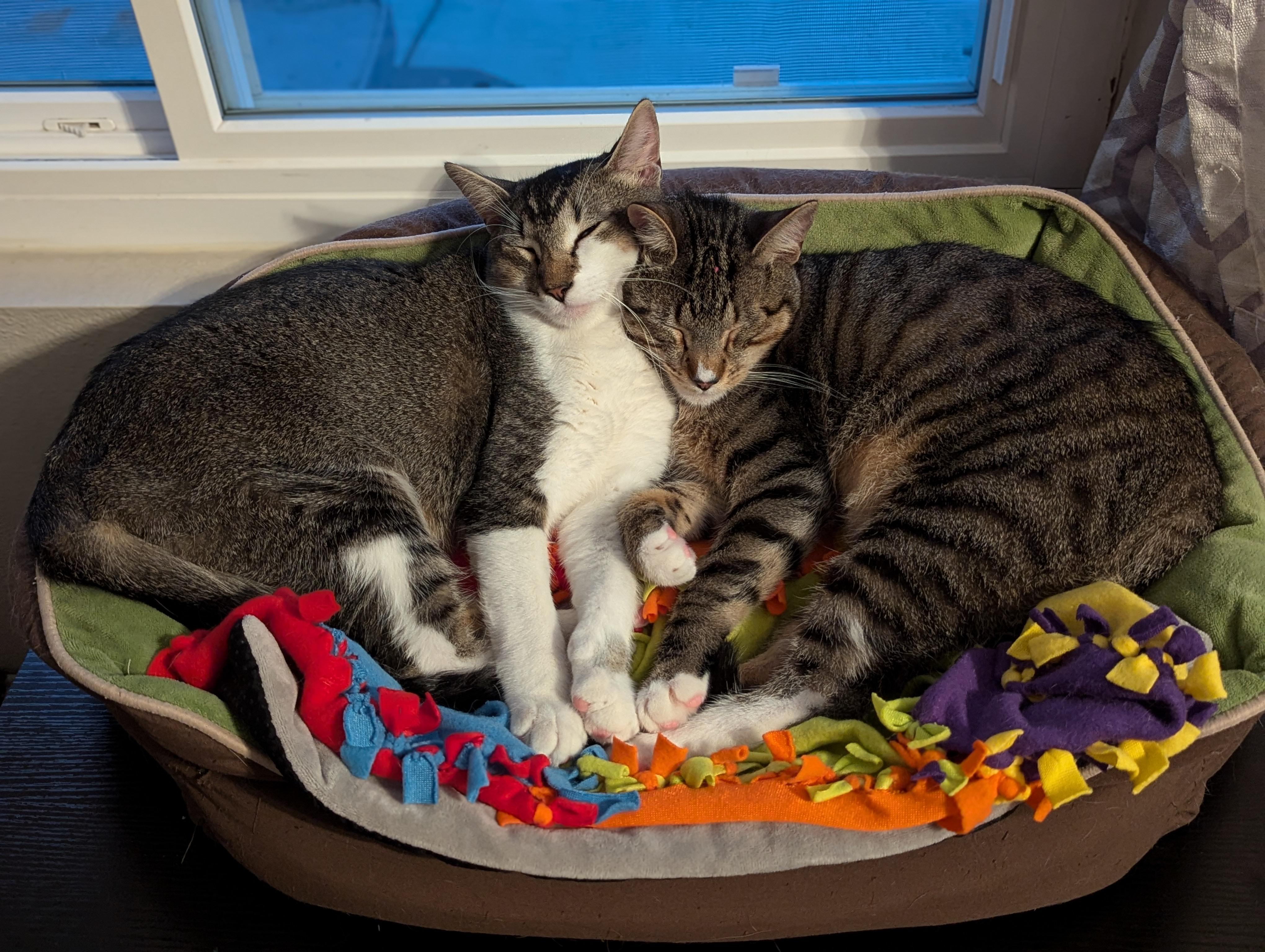 Hamilton & Franklin, a Adopted mixed breed in Chula Vista, CA image 3/6