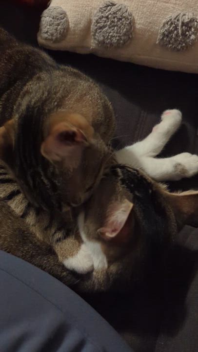 Enlarge Hamilton & Franklin, a Adopted mixed breed in Chula Vista, CA video 2/6