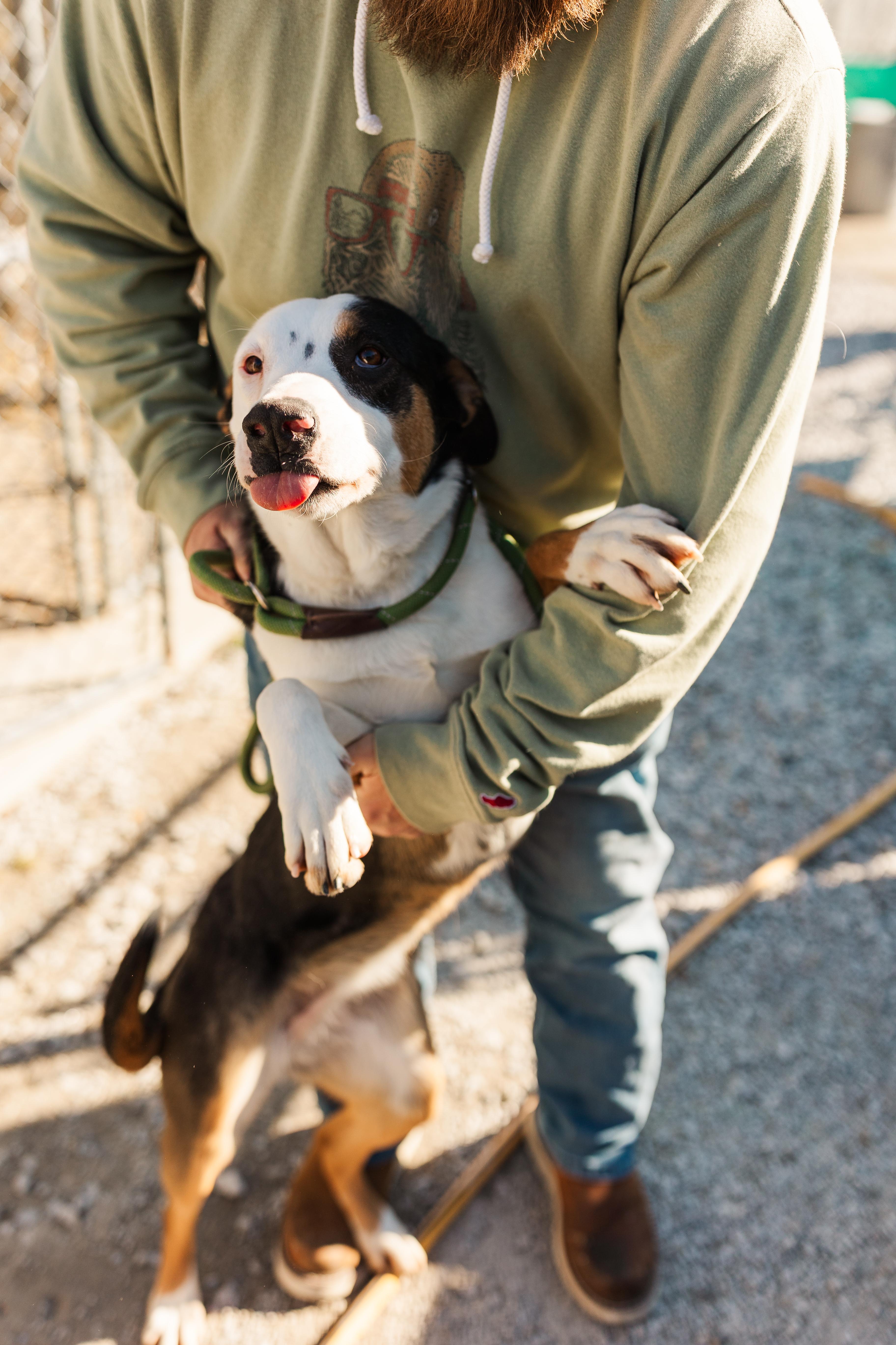 Jolene, adopted, Young Female Mixed Breed.
