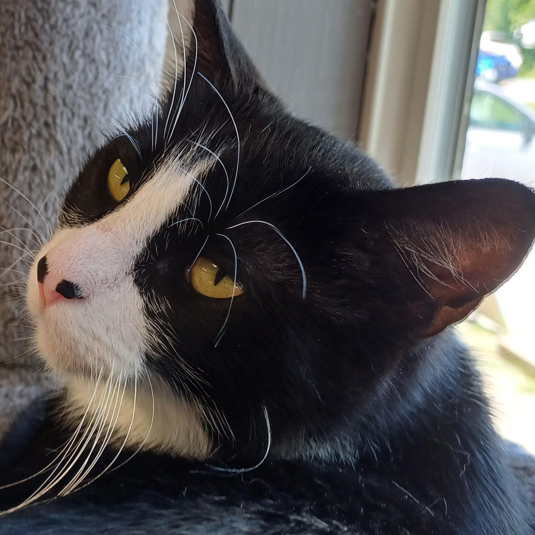Nova, an adoptable Domestic Short Hair in Renton , WA, 98059 | Photo Image 3