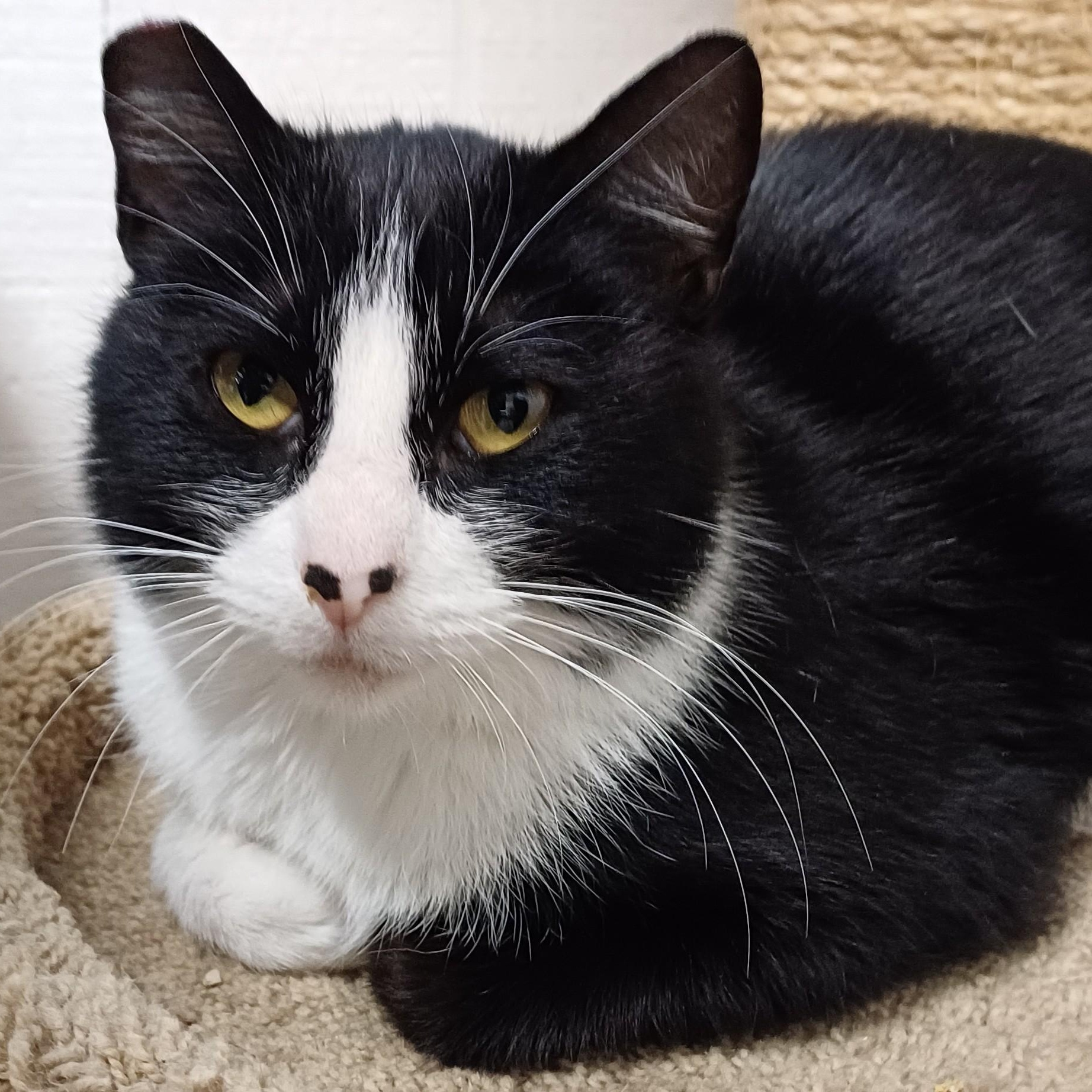 Nova, an adoptable Domestic Short Hair in Renton , WA, 98059 | Photo Image 5