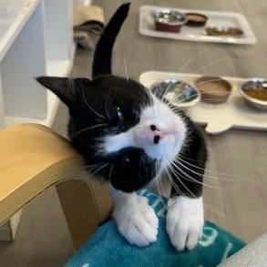 Nova, an adoptable Domestic Short Hair in Renton , WA, 98059 | Photo Image 1