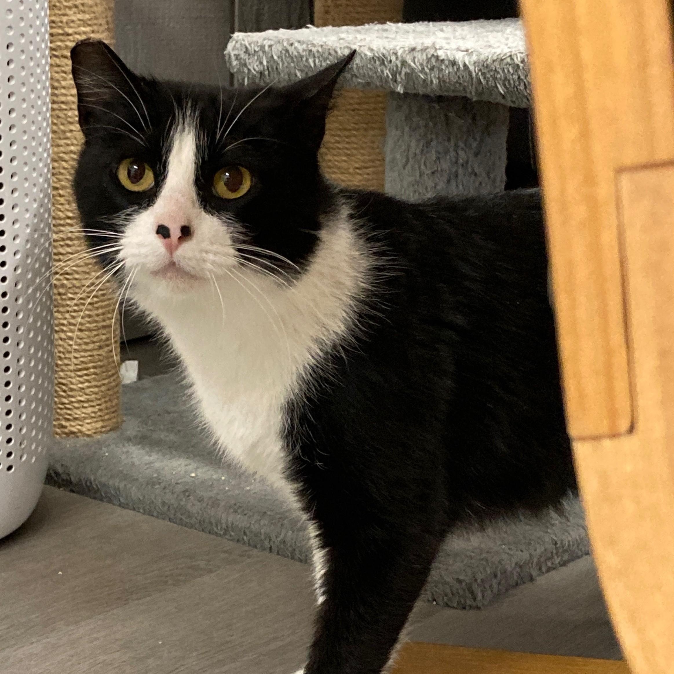 Nova, an adoptable Domestic Short Hair in Renton , WA, 98059 | Photo Image 2