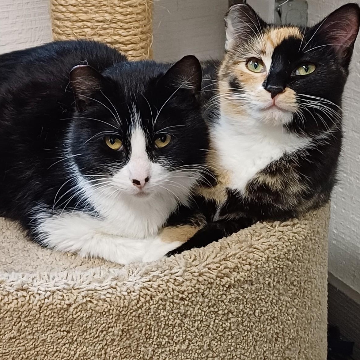 Nova, an adoptable Domestic Short Hair in Renton , WA, 98059 | Photo Image 6
