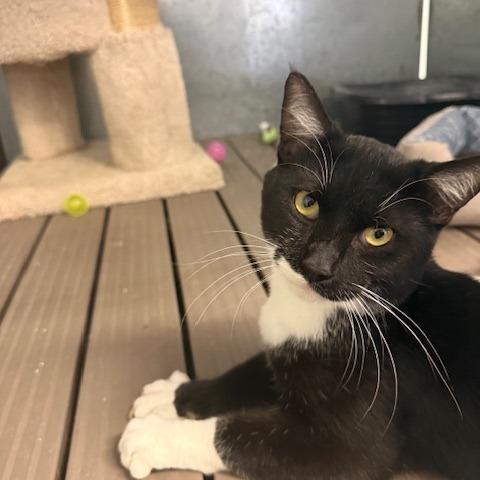 Sylvester, Adoptable, Adult Male Domestic Short Hair.