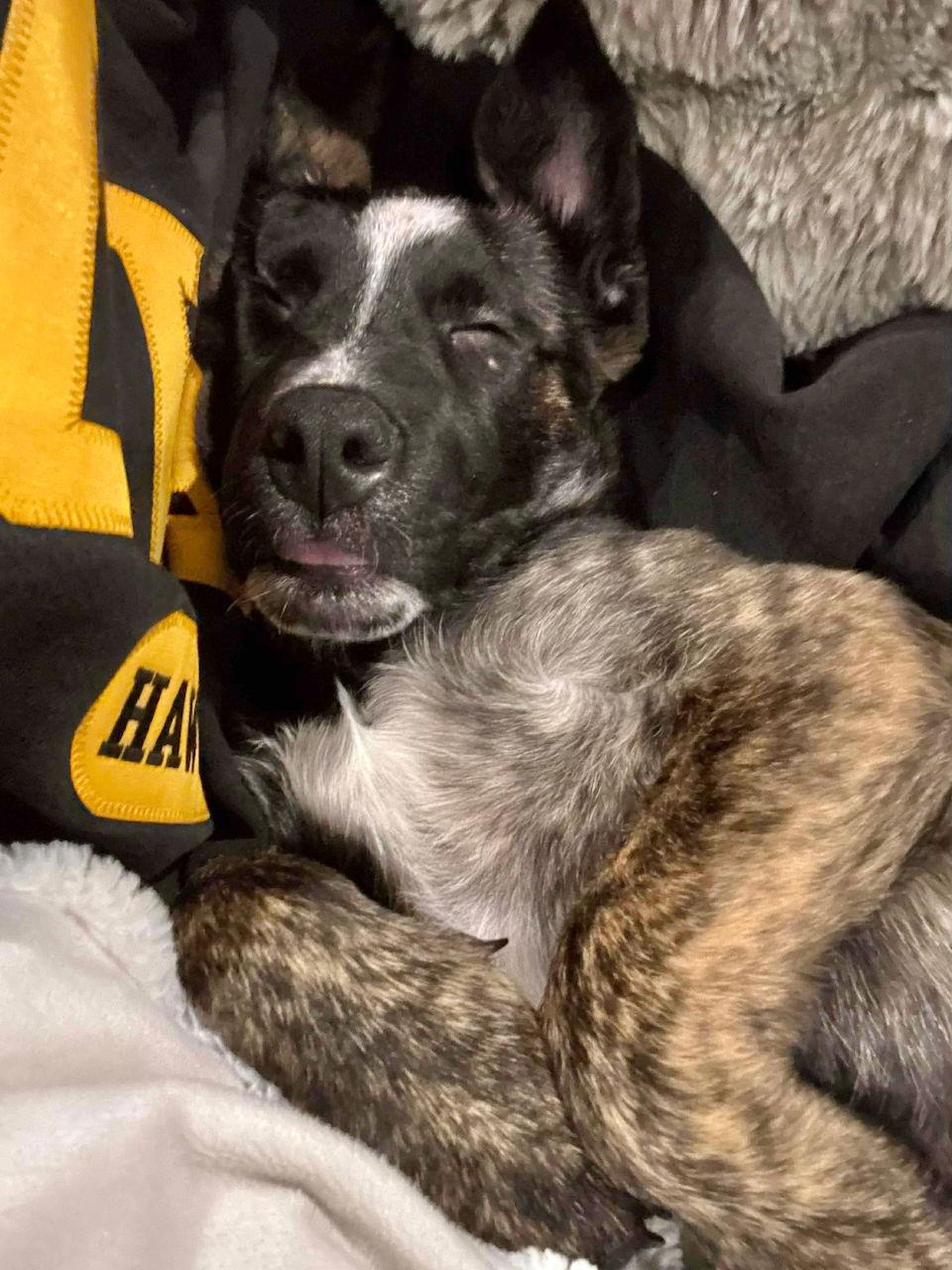 Enlarge X-Parmesan, a Adoptable mixed breed in GILBERTS, IL image 1/3