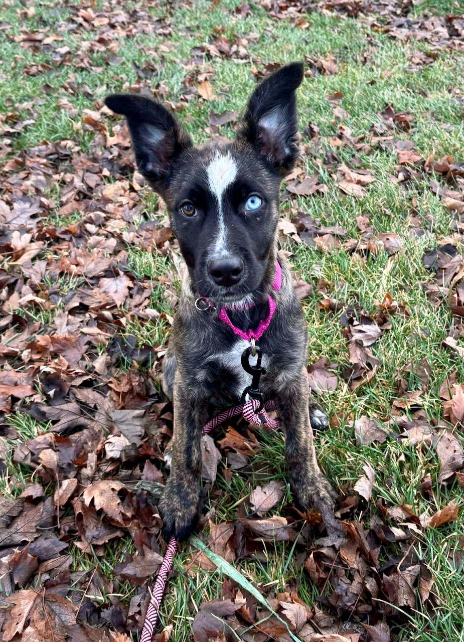 Enlarge X-Parmesan, a Adoptable mixed breed in GILBERTS, IL image 2/3