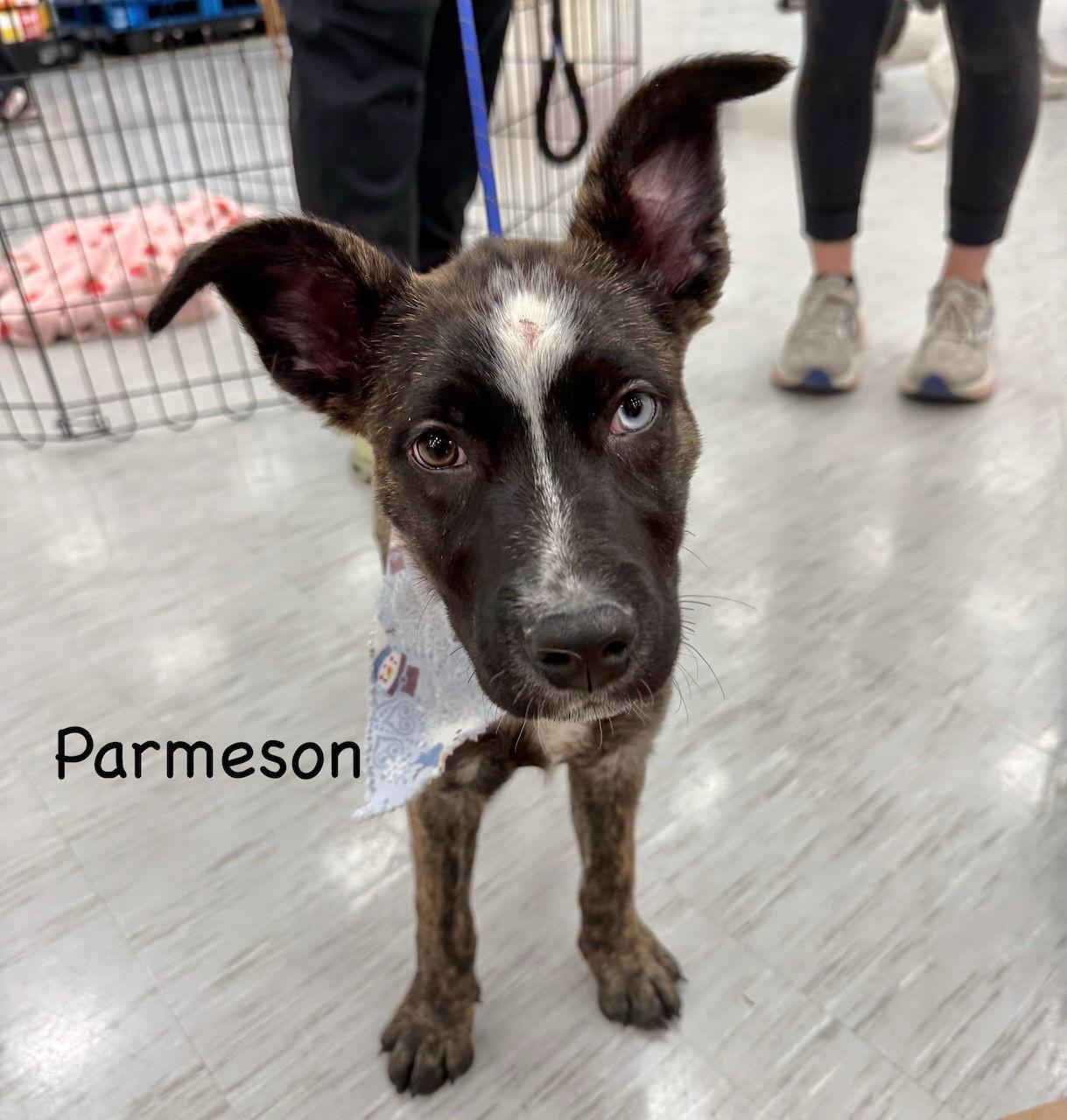 Enlarge X-Parmesan, a Adoptable mixed breed in GILBERTS, IL image 3/3