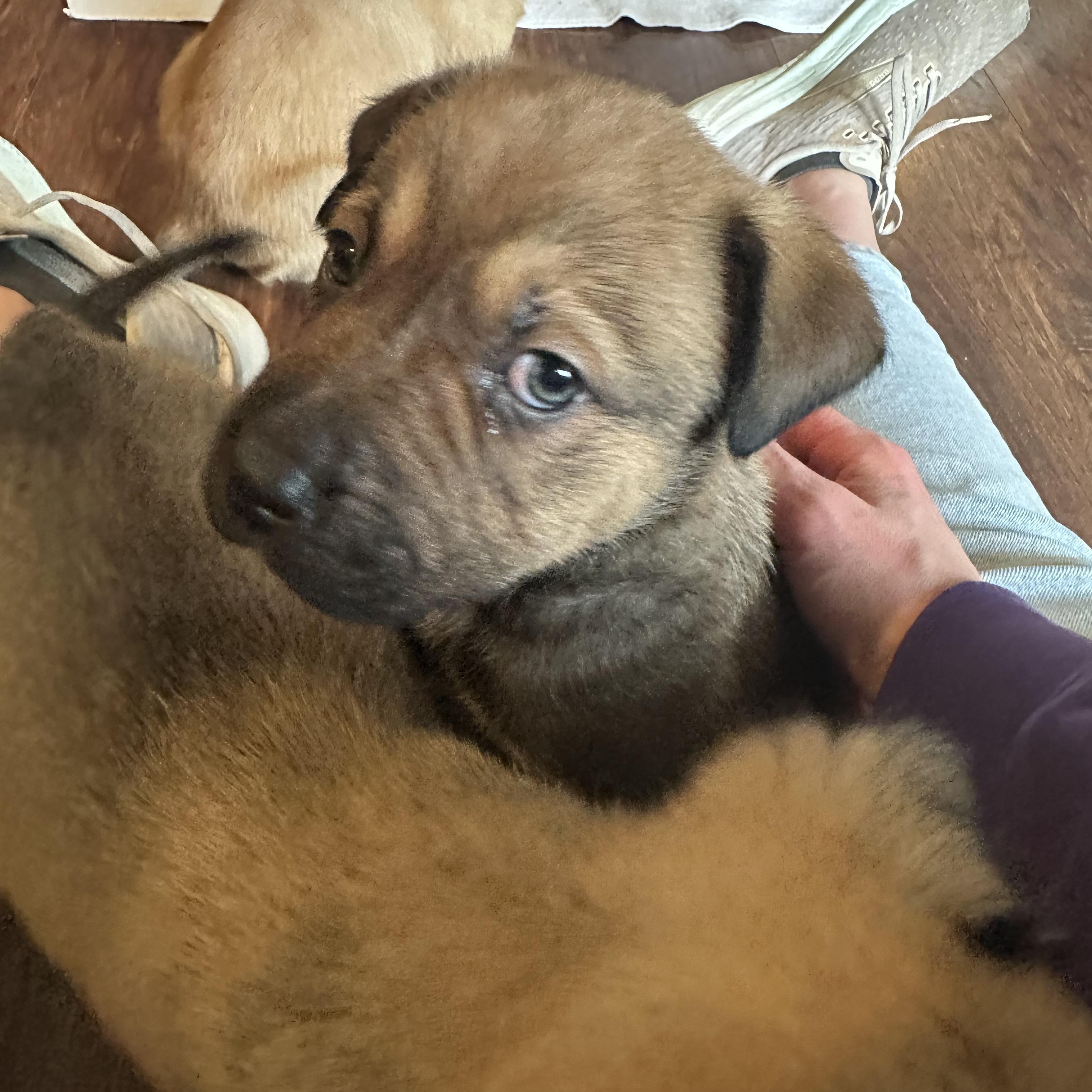 Enlarge Chandler , a ADOPTABLE mixed breed in Sammamish, WA image 3/4