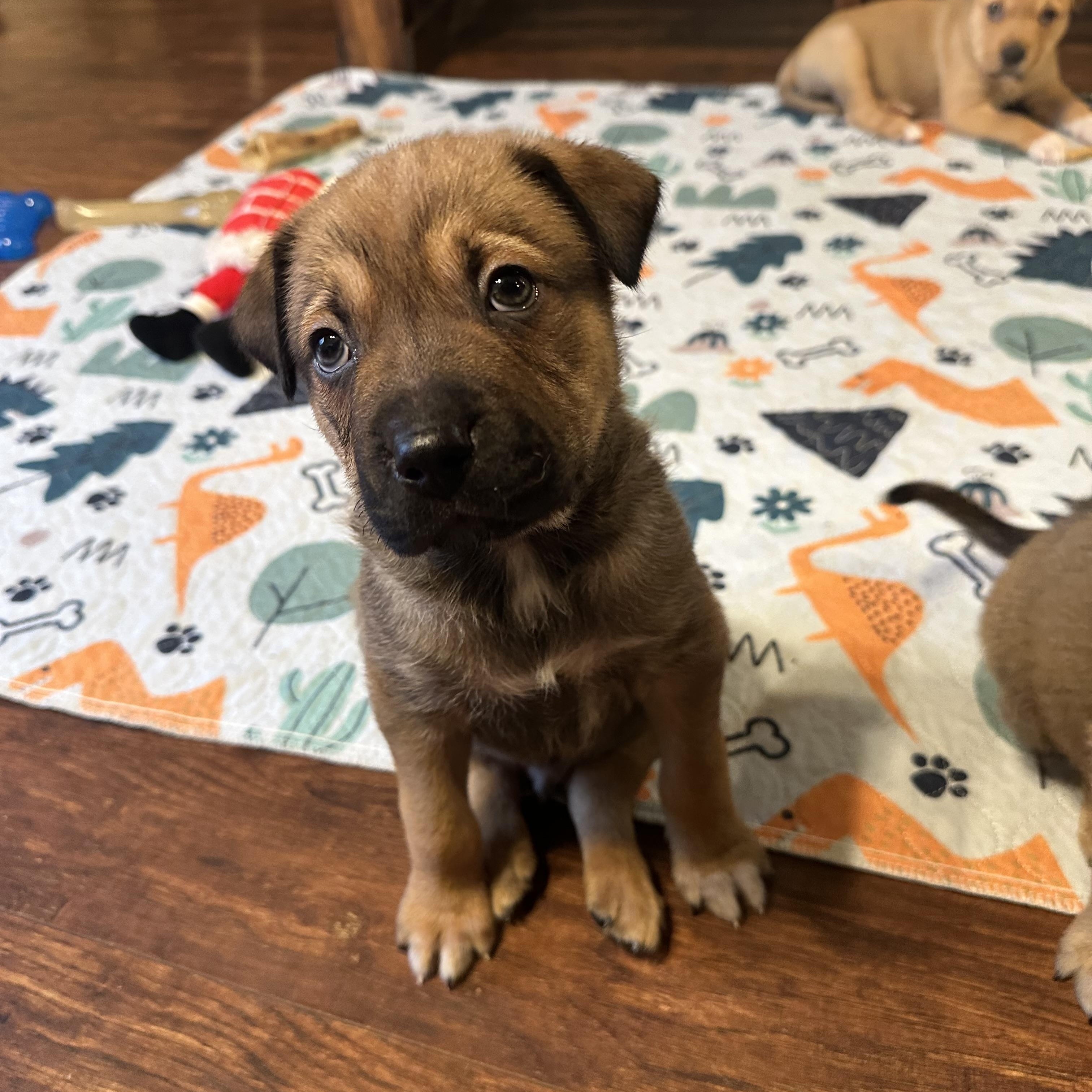 Enlarge Chandler , a ADOPTABLE mixed breed in Sammamish, WA image 4/4