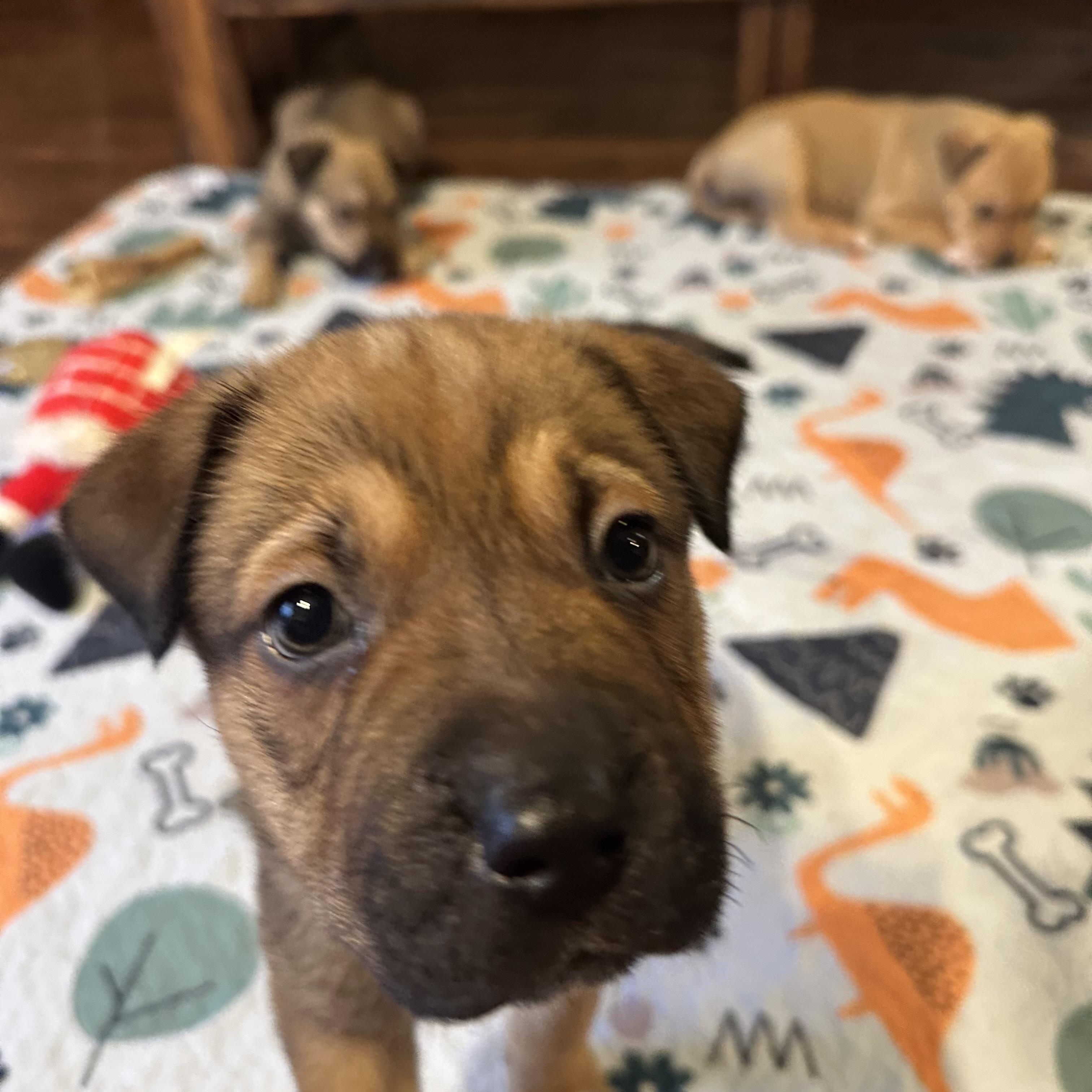 Enlarge Chandler , a ADOPTABLE mixed breed in Sammamish, WA image 2/4