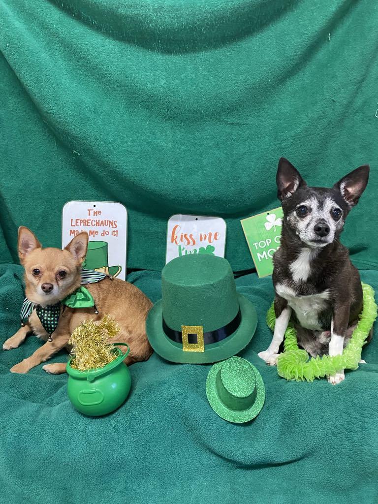 PEANUT, Adoptable, Senior Male Chihuahua.