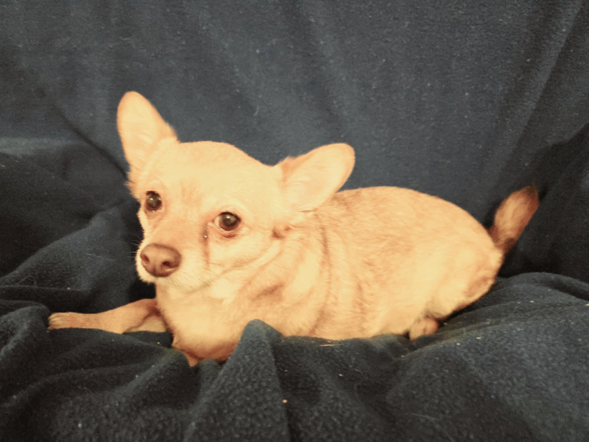 PEANUT — thumbnail 2