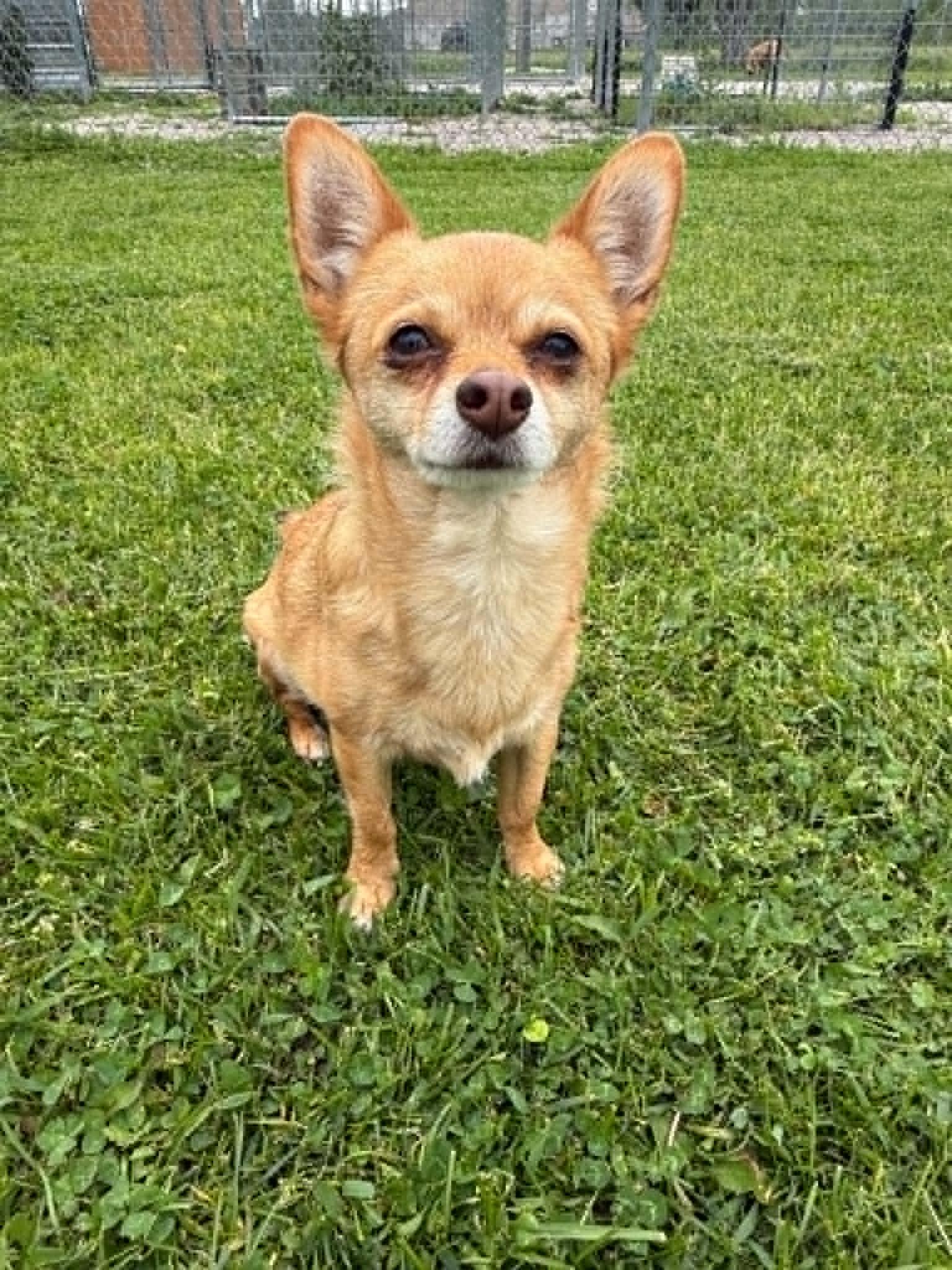 PEANUT, Adopted, Senior Male Chihuahua.