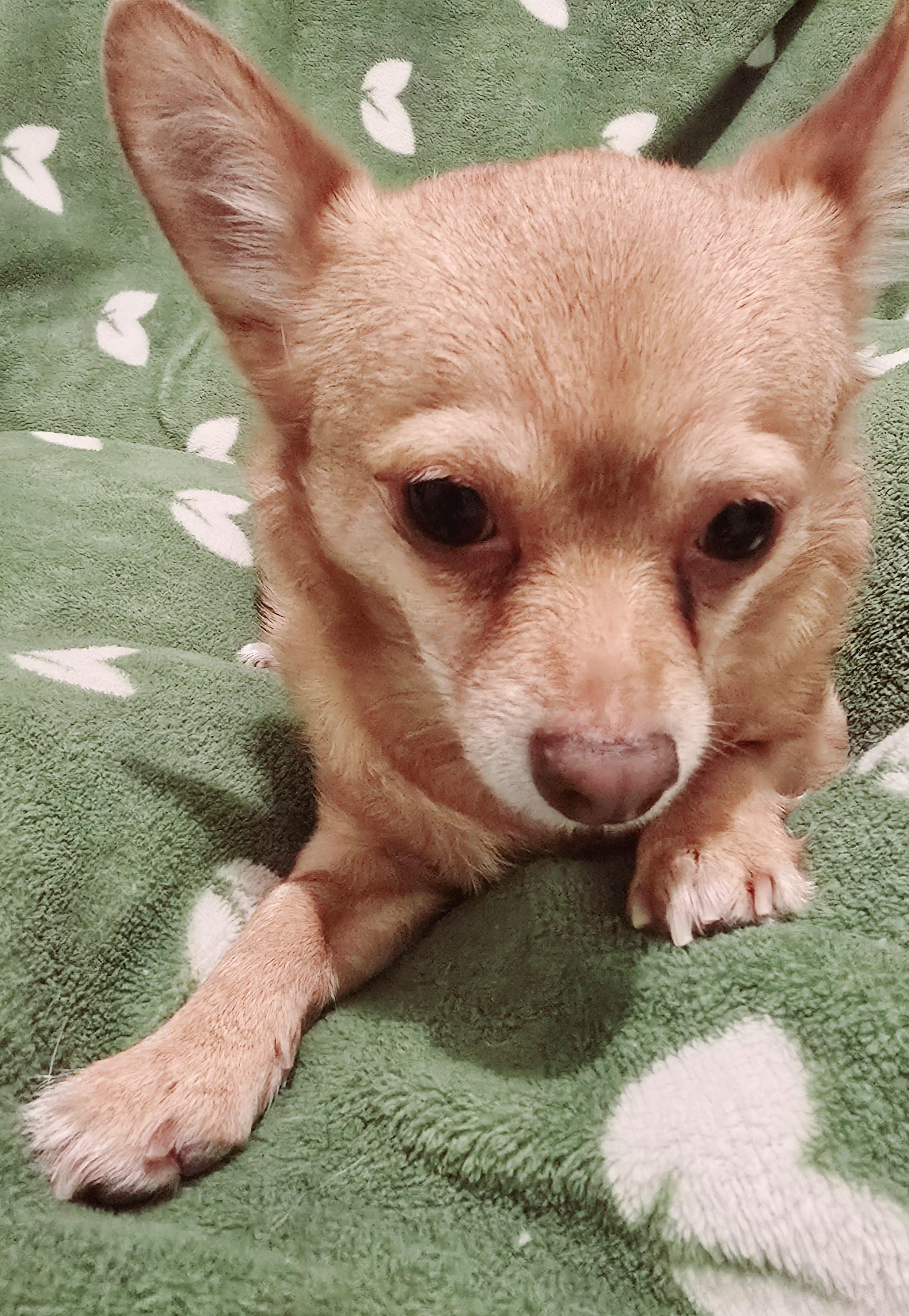Enlarge PEANUT, a Adoptable Chihuahua in Port Clinton, OH image 3/3