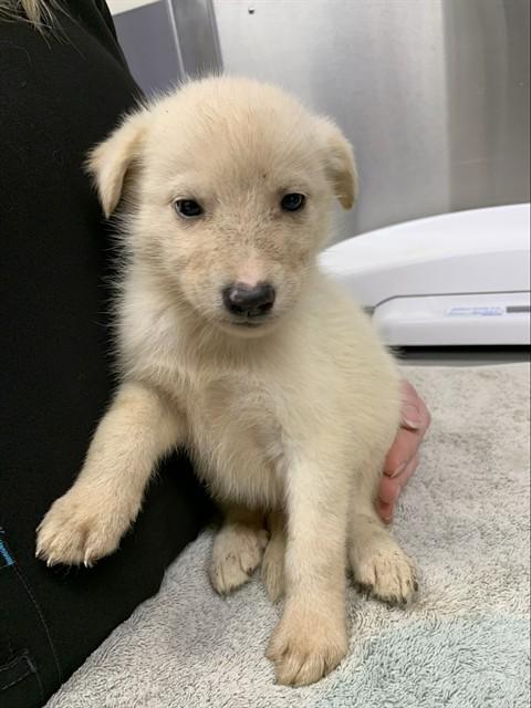 ANASTASIA, Adoptable, Puppy Female Husky.