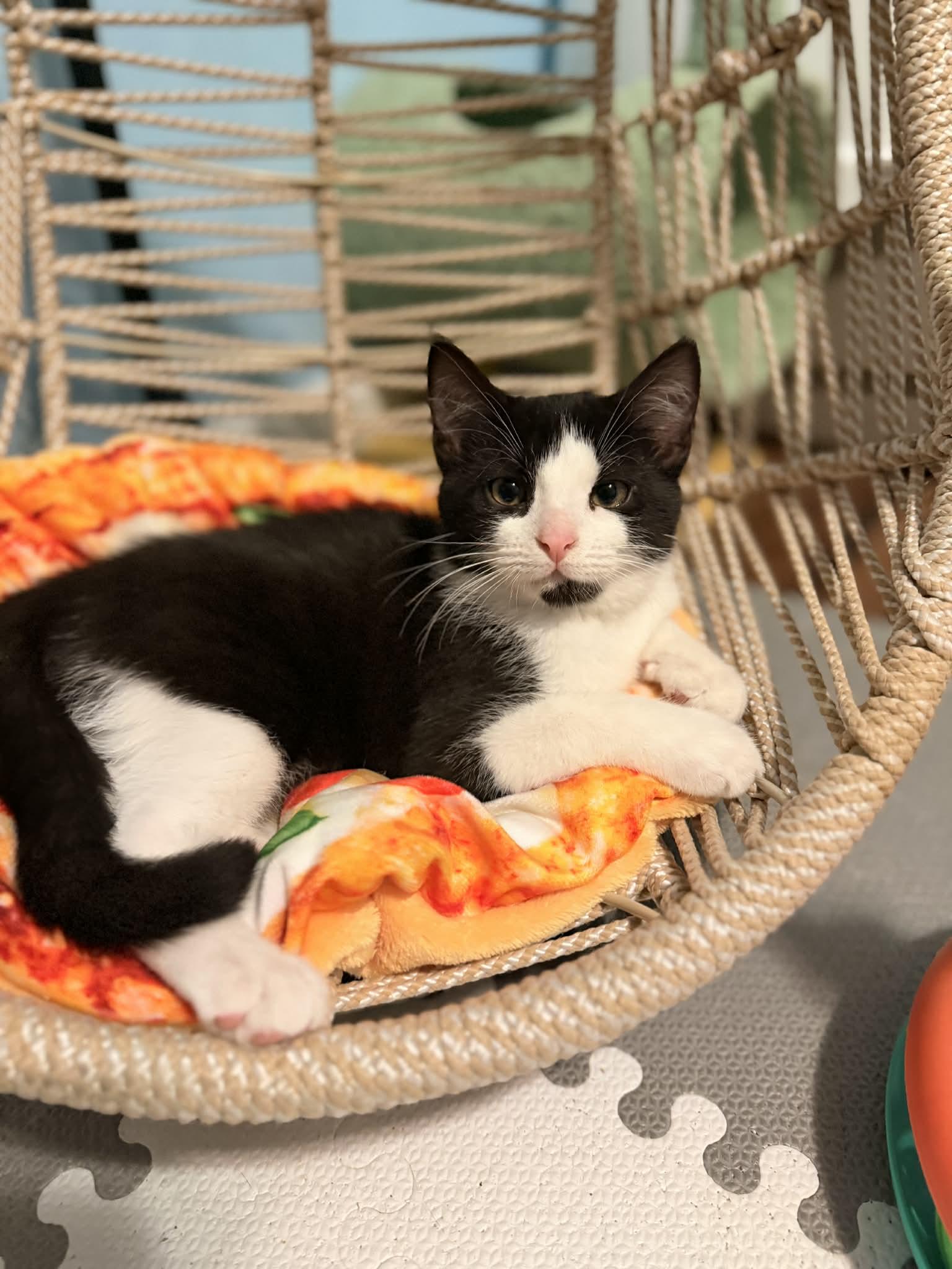 Prince, an adopted Domestic Short Hair in Overland Park, KS image 1/2