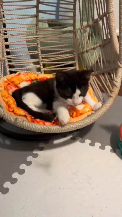 Enlarge Prince, an adopted Domestic Short Hair in Overland Park, KS video 2/2