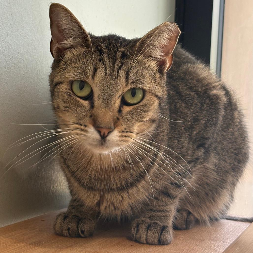 Chirp, a Adoptable Domestic Short Hair in Leander, TX image 1/2