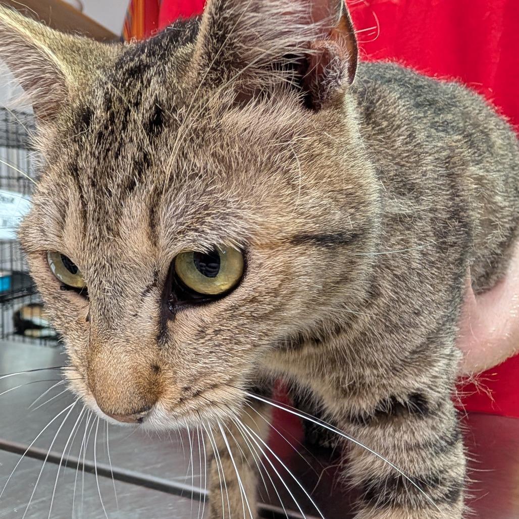 Chirp, Adoptable, Adult Male Domestic Short Hair.