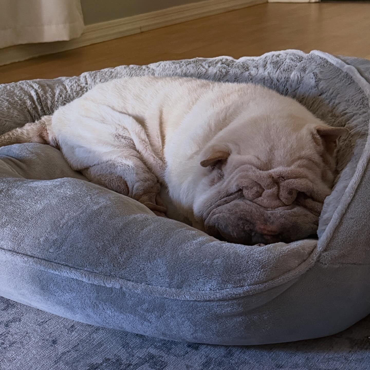 Blue , an adoptable Shar-Pei in Marana, AZ image 2/5
