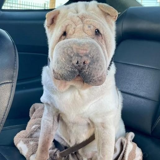 Blue , ADOPTABLE, Senior Female Shar-Pei.