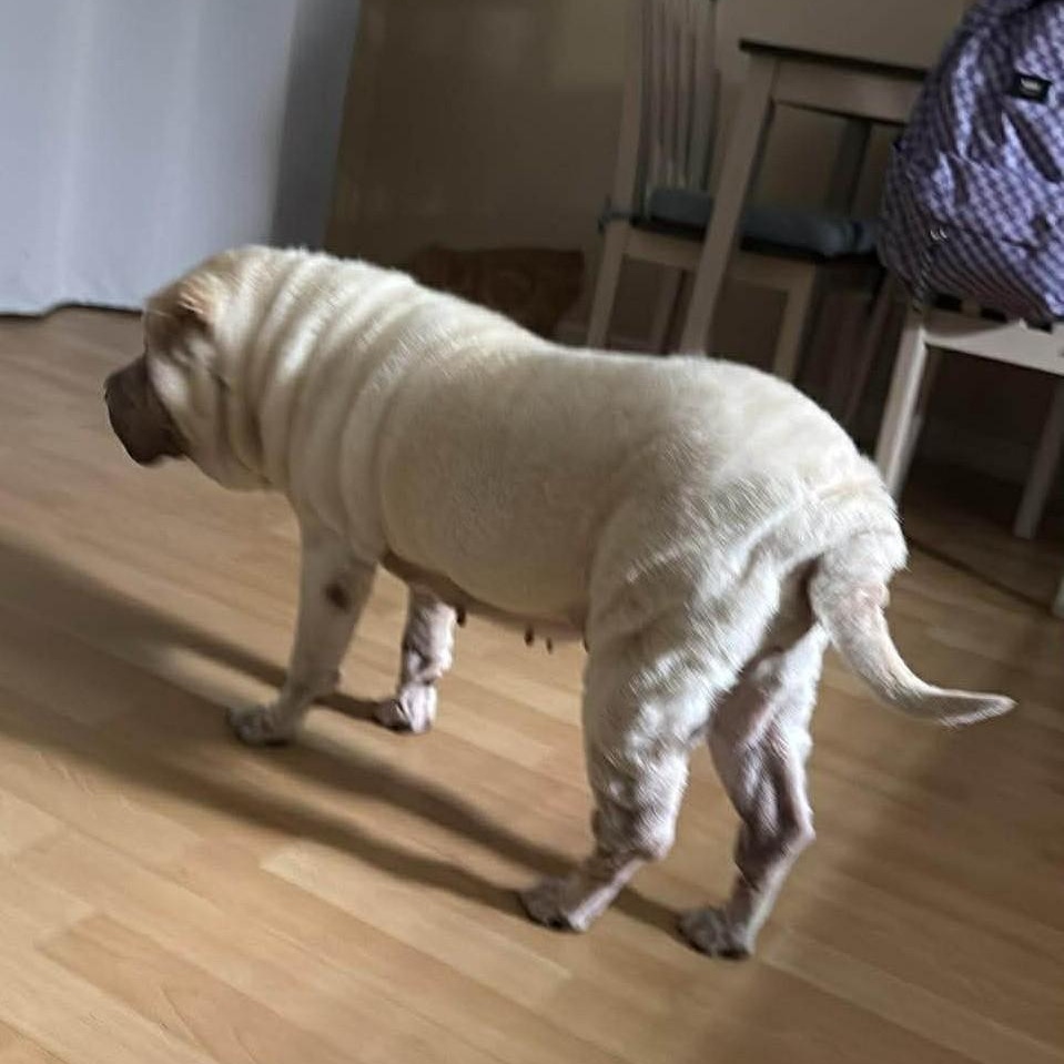 Blue , an adoptable Shar-Pei in Marana, AZ image 3/5
