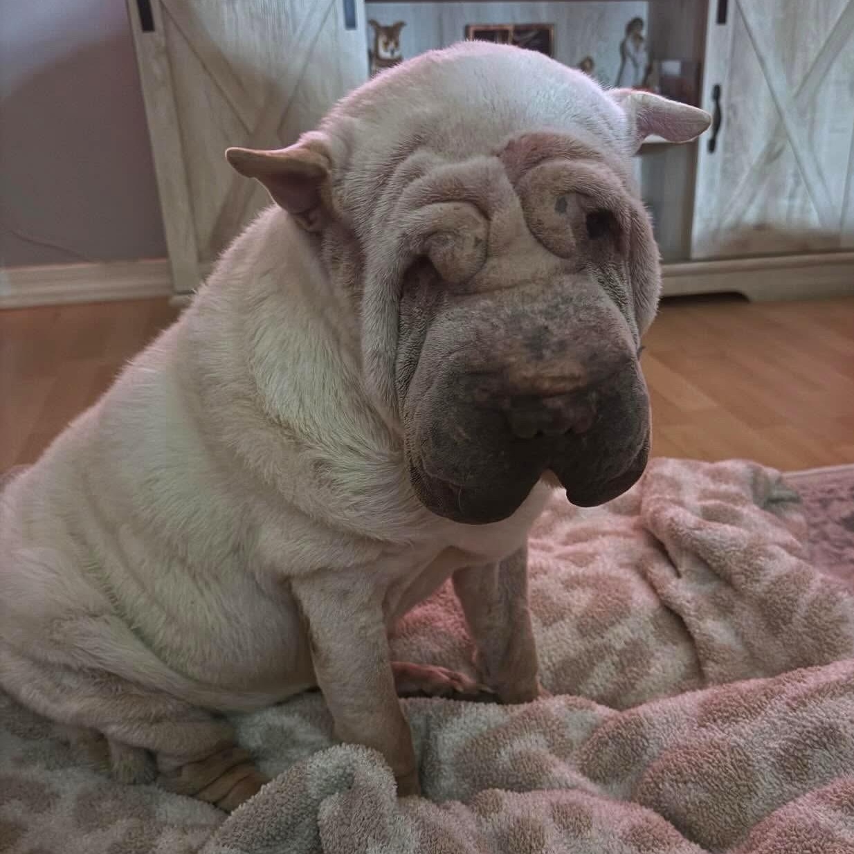 Blue , an adoptable Shar-Pei in Marana, AZ image 4/5