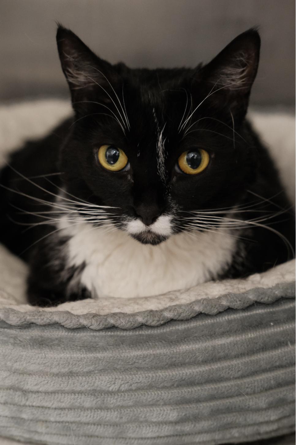 Honey Bun, a Adoptable Domestic Short Hair in Waltham, MA image 1/4