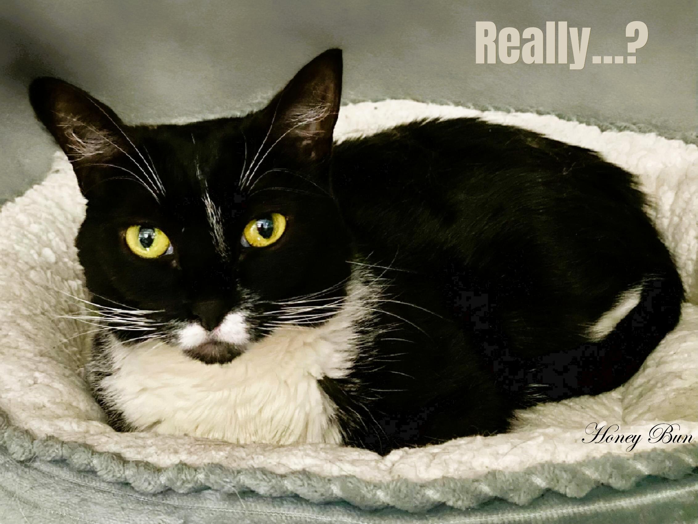 Honey Bun, a Adoptable Domestic Short Hair in Waltham, MA image 3/4