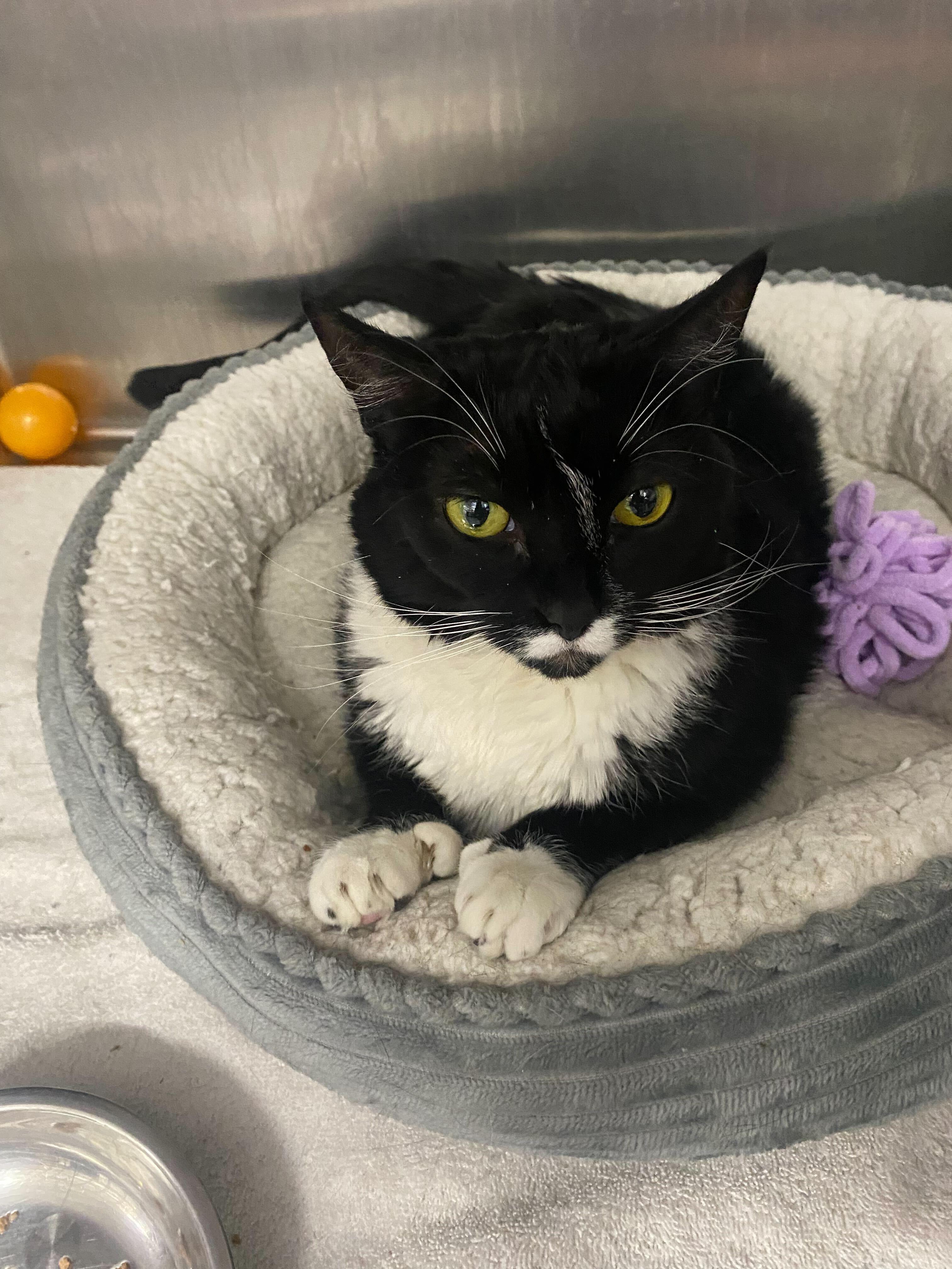 Honey Bun, a Adoptable Domestic Short Hair in Waltham, MA image 2/4