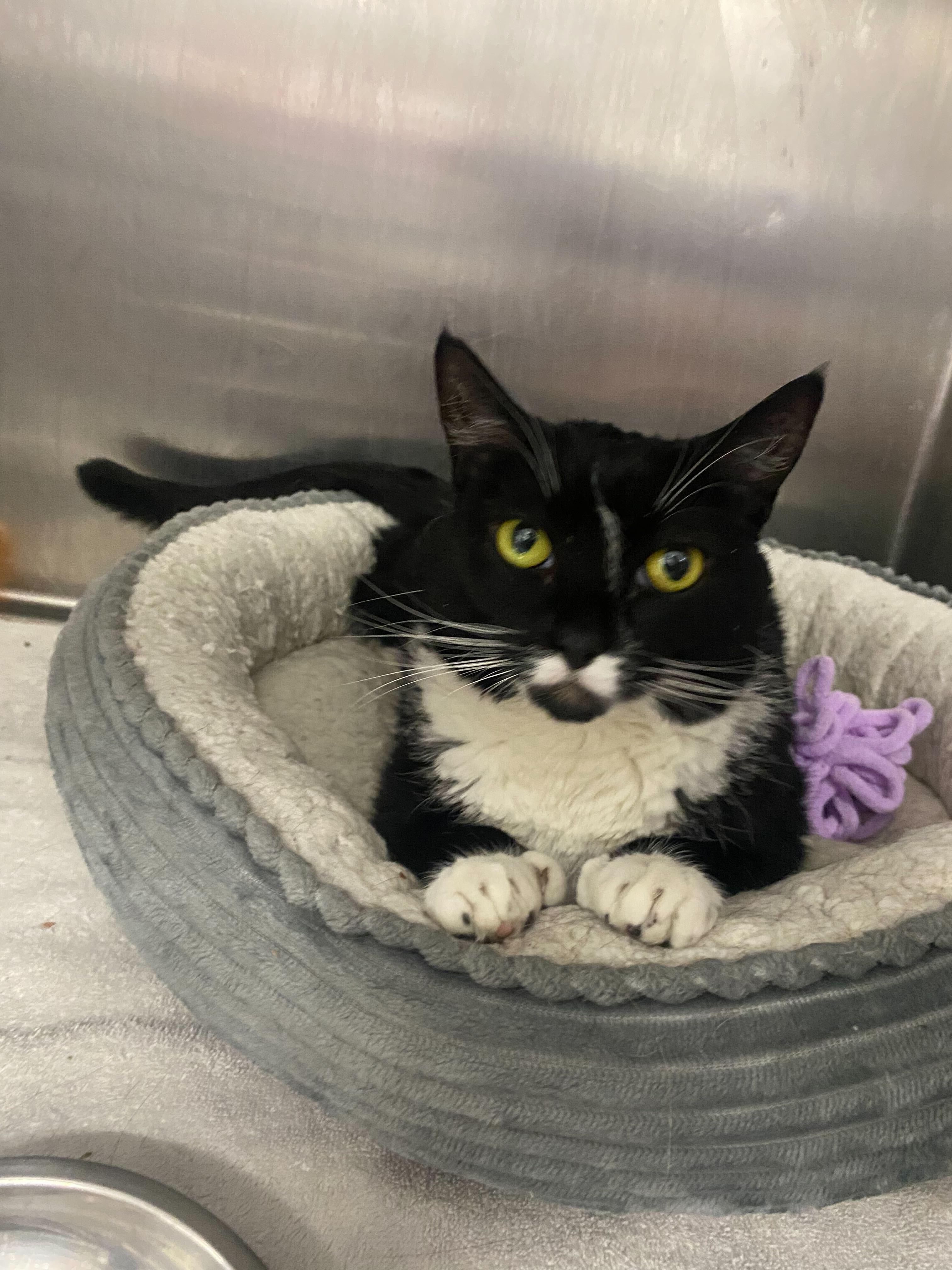 Honey Bun, a Adoptable Domestic Short Hair in Waltham, MA image 4/4