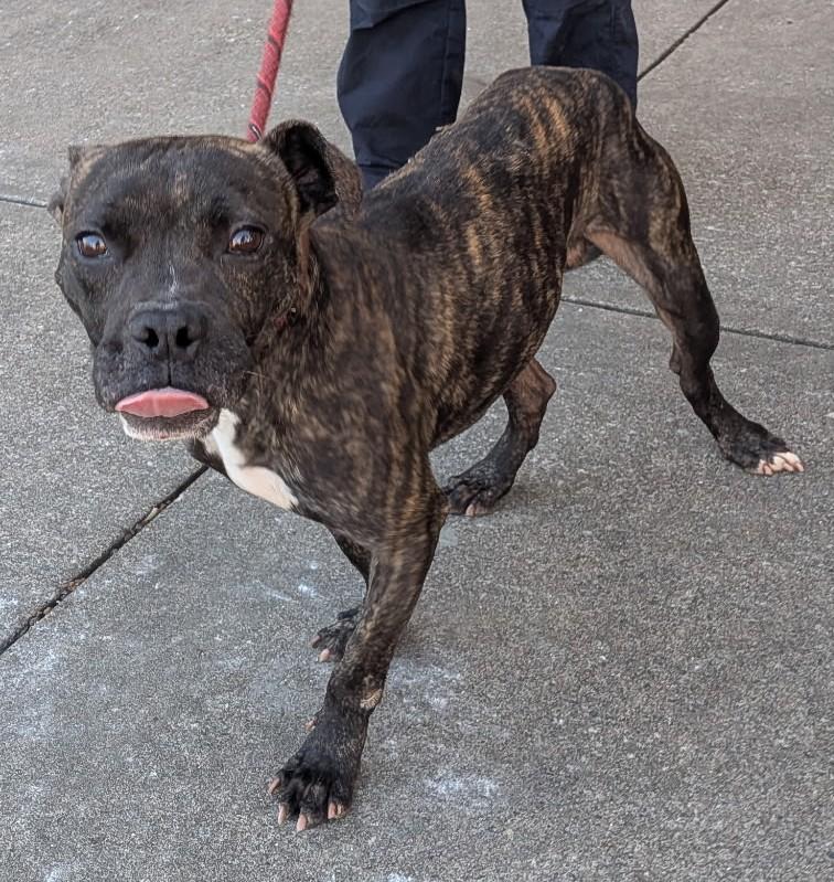 Enlarge Smokey, a ADOPTABLE mixed breed in Allen, TX image 1/1