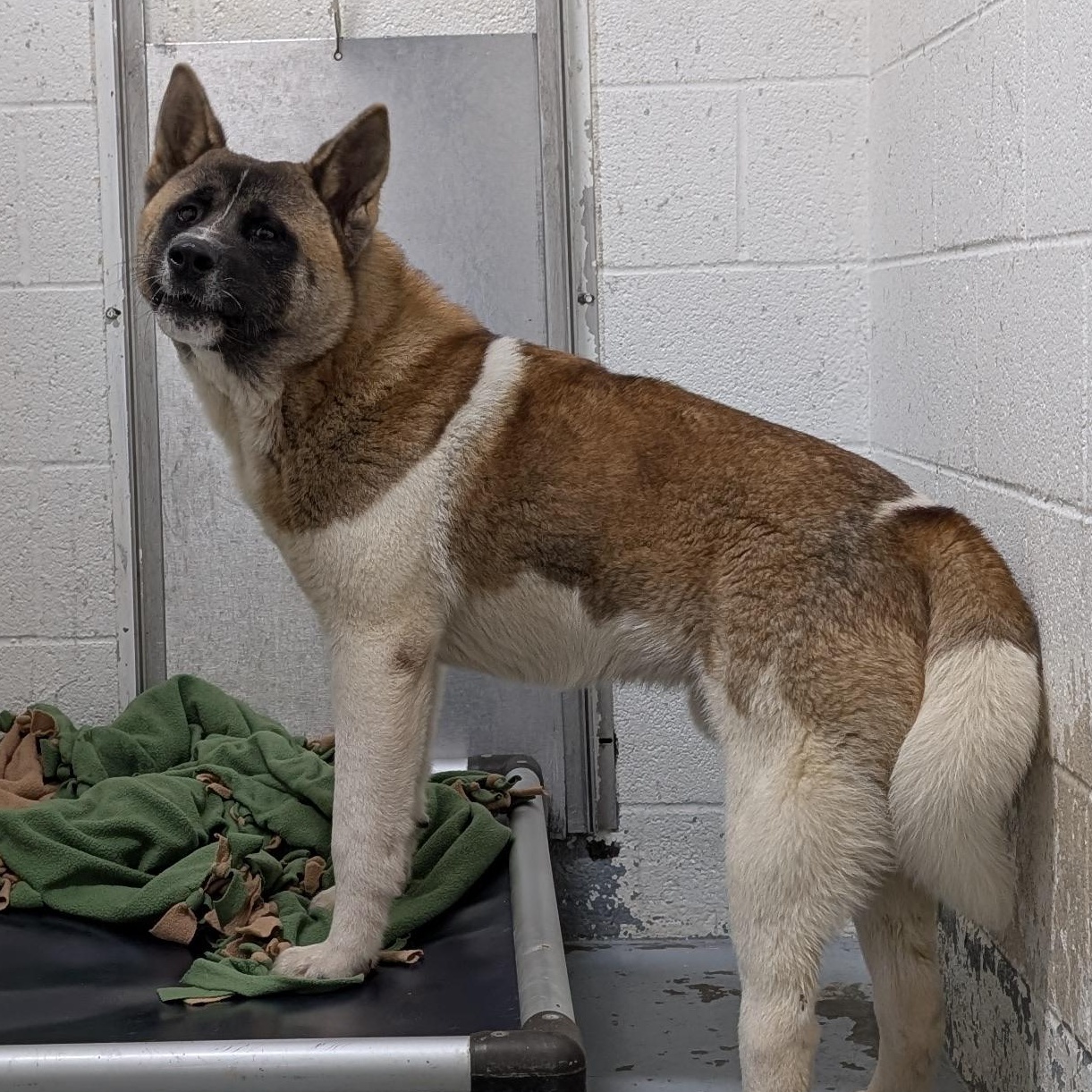 Enlarge 187674 LOOKING FOR OWNER, a Adoptable Akita in Ravenna, OH image 2/4