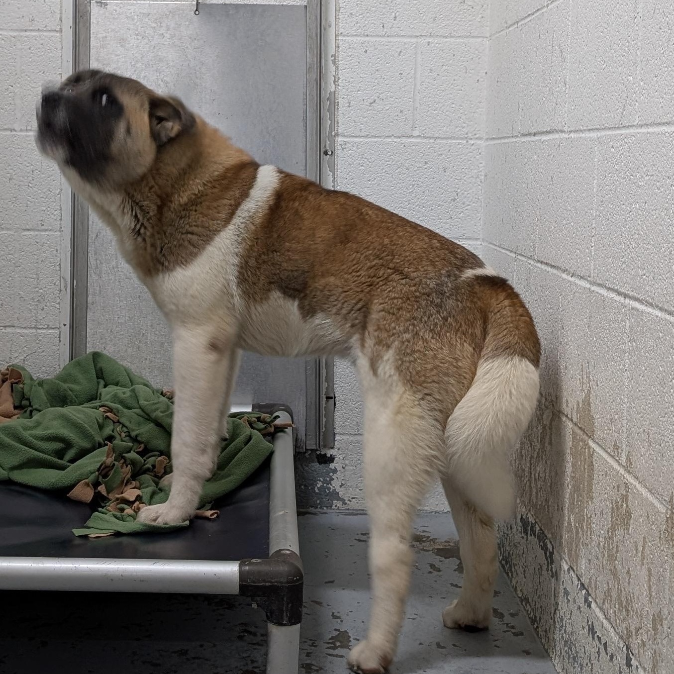 Enlarge 187674 LOOKING FOR OWNER, a Adoptable Akita in Ravenna, OH image 3/4