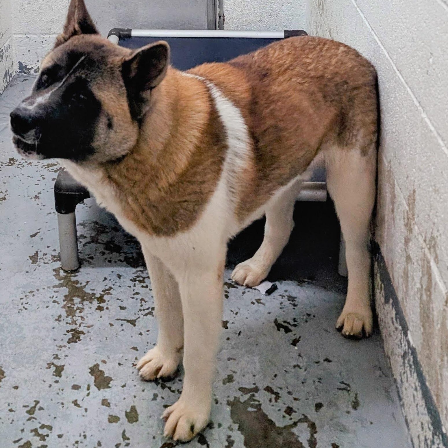 Enlarge 187674 LOOKING FOR OWNER, a Adoptable Akita in Ravenna, OH image 1/4