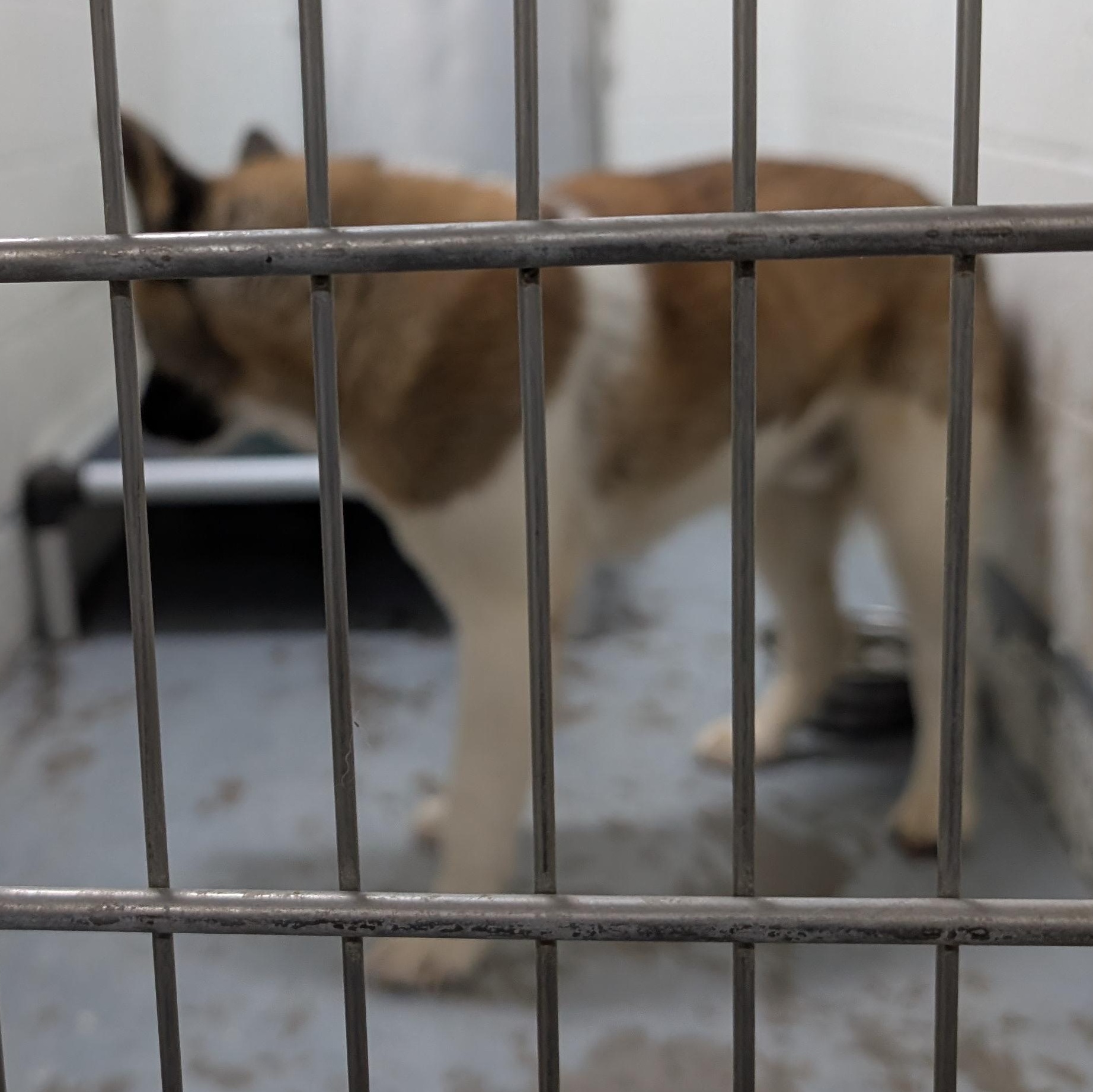 Enlarge 187674 LOOKING FOR OWNER, a Adoptable Akita in Ravenna, OH image 4/4