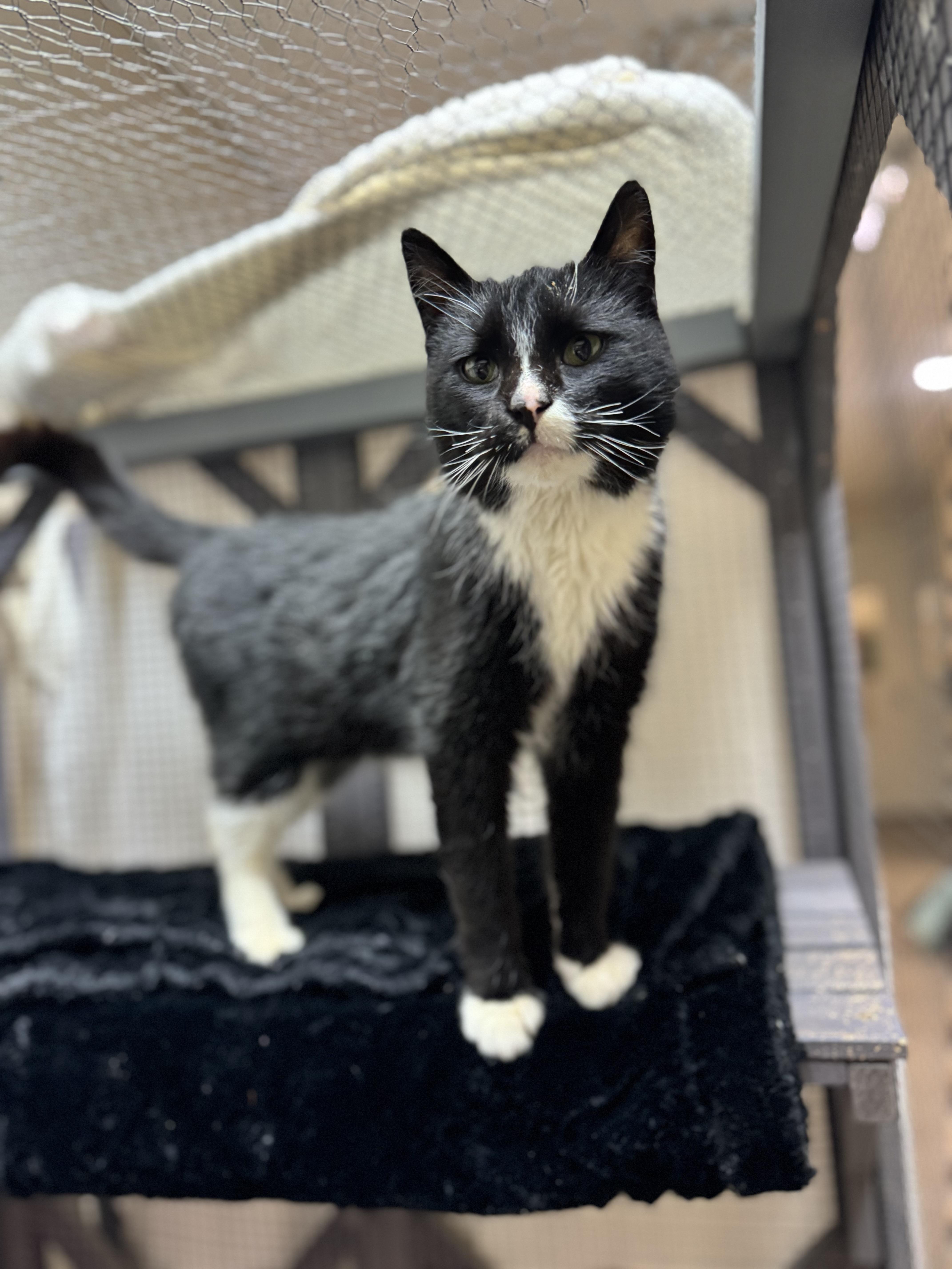 Roy, a ADOPTABLE Domestic Short Hair in Dodgeville, WI image 1/3