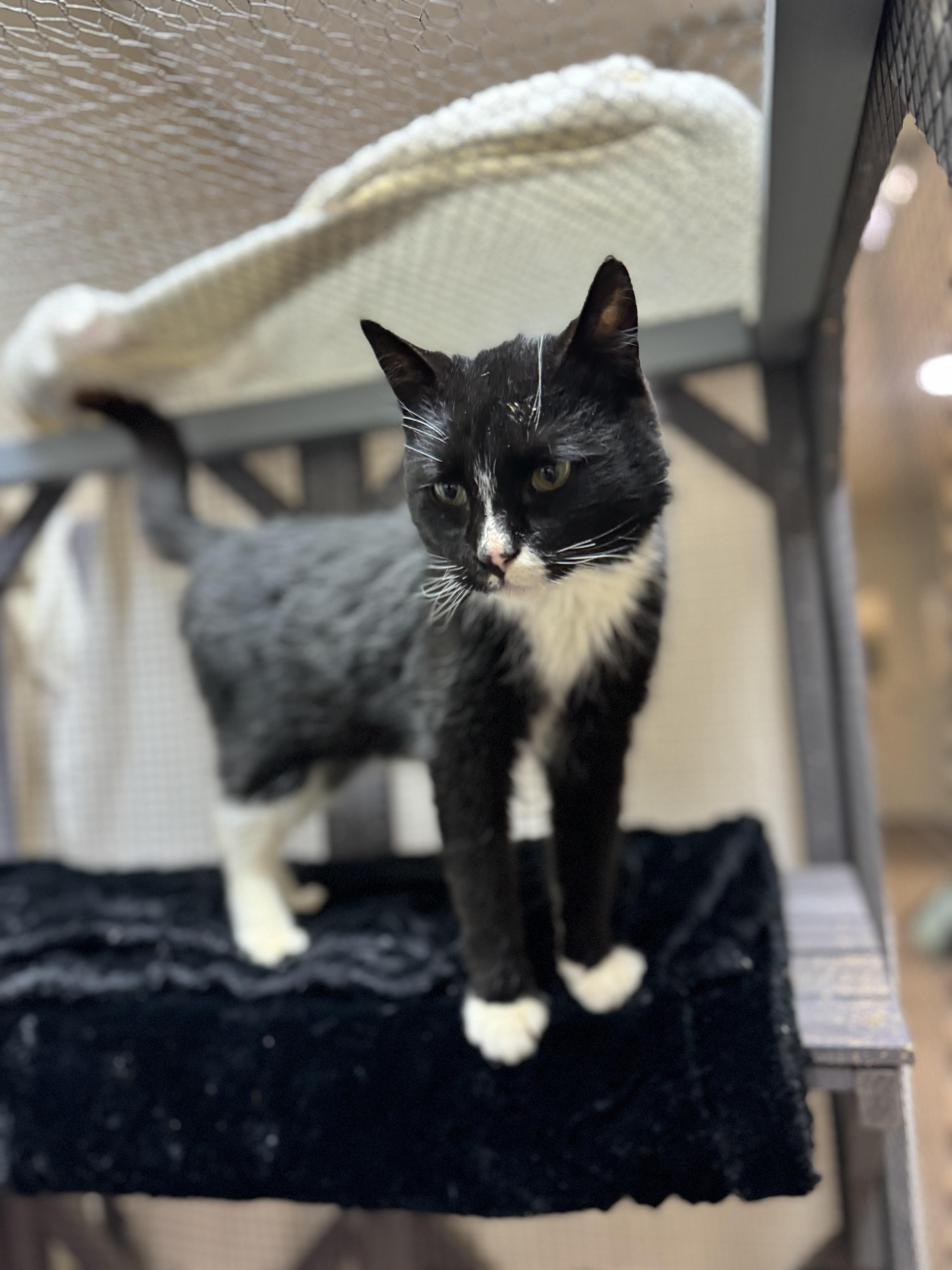 Roy, a ADOPTABLE Domestic Short Hair in Dodgeville, WI image 2/3