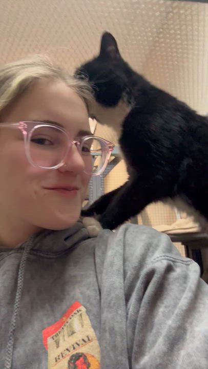 Enlarge Roy, a ADOPTABLE Domestic Short Hair in Dodgeville, WI video 3/3