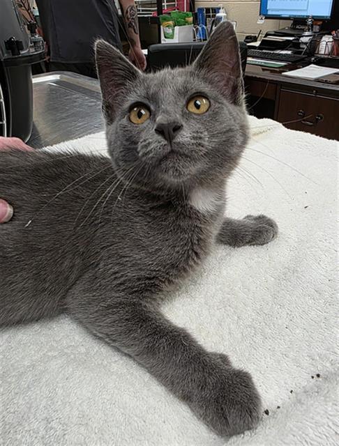 Enlarge ANTHONY, a Adoptable Domestic Short Hair in Aliquippa, PA image 1/1