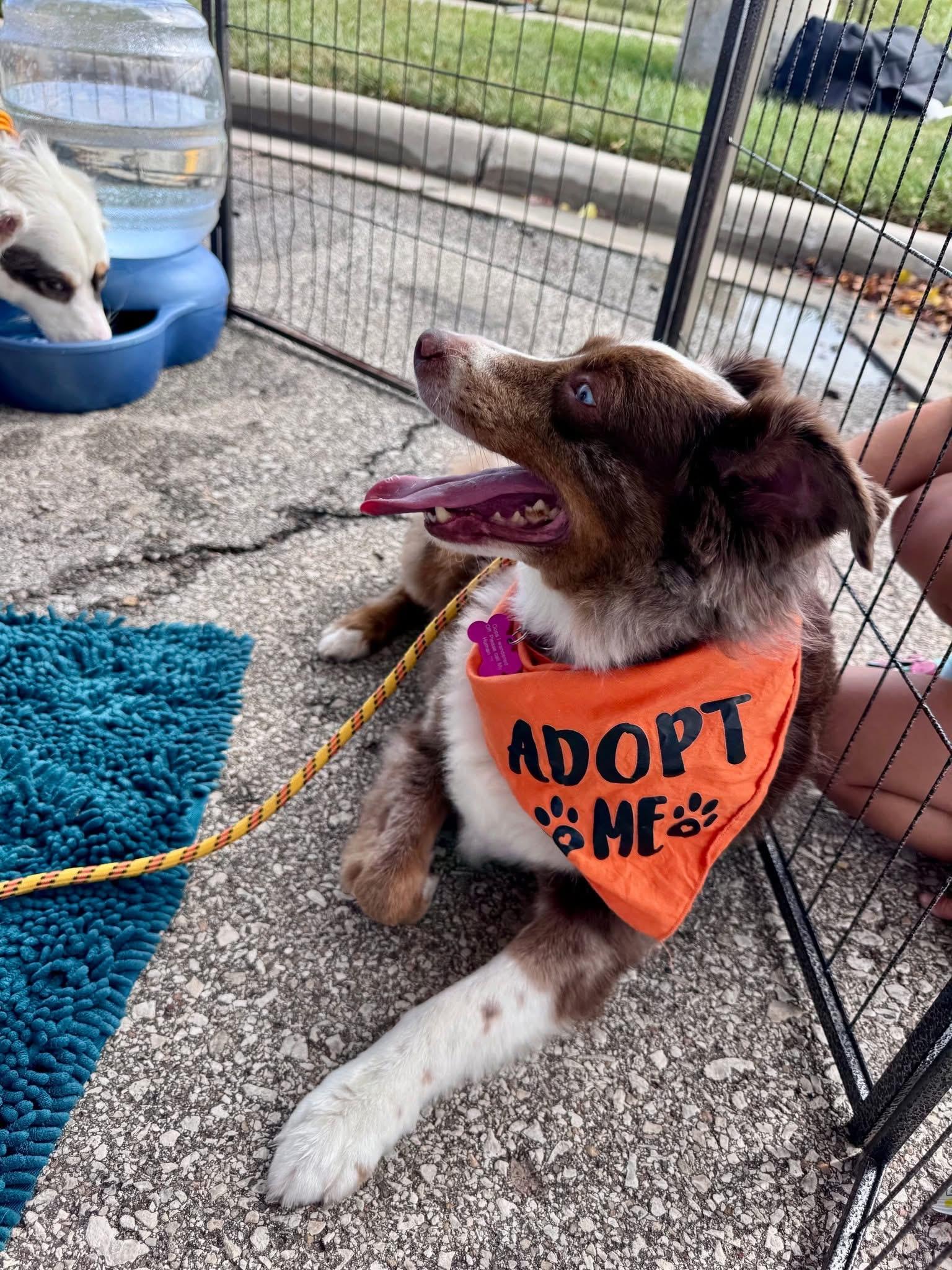 Enlarge Zeus, a Adoptable Australian Shepherd in Louisburg, KS image 5/5