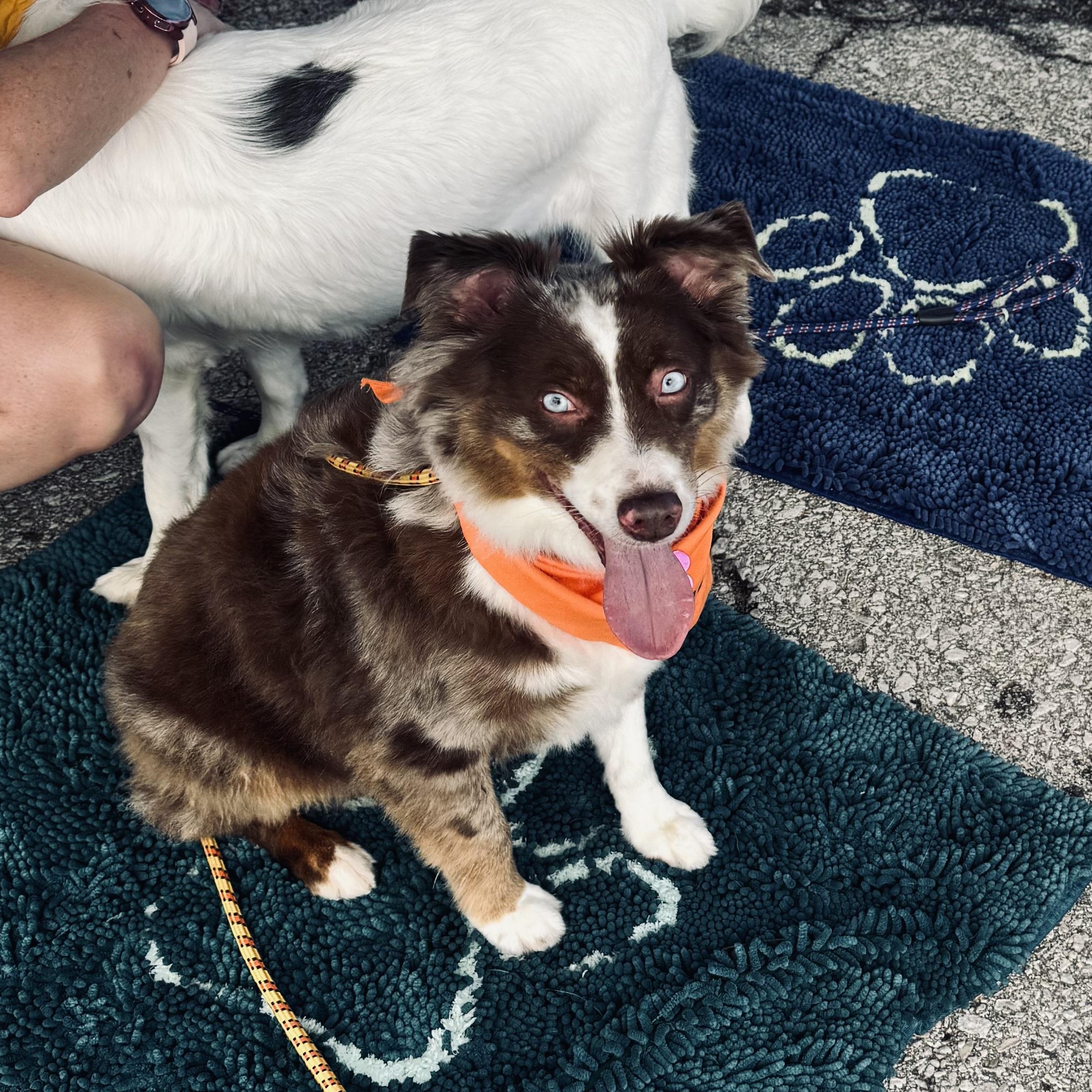 Enlarge Zeus, a Adoptable Australian Shepherd in Louisburg, KS image 2/5