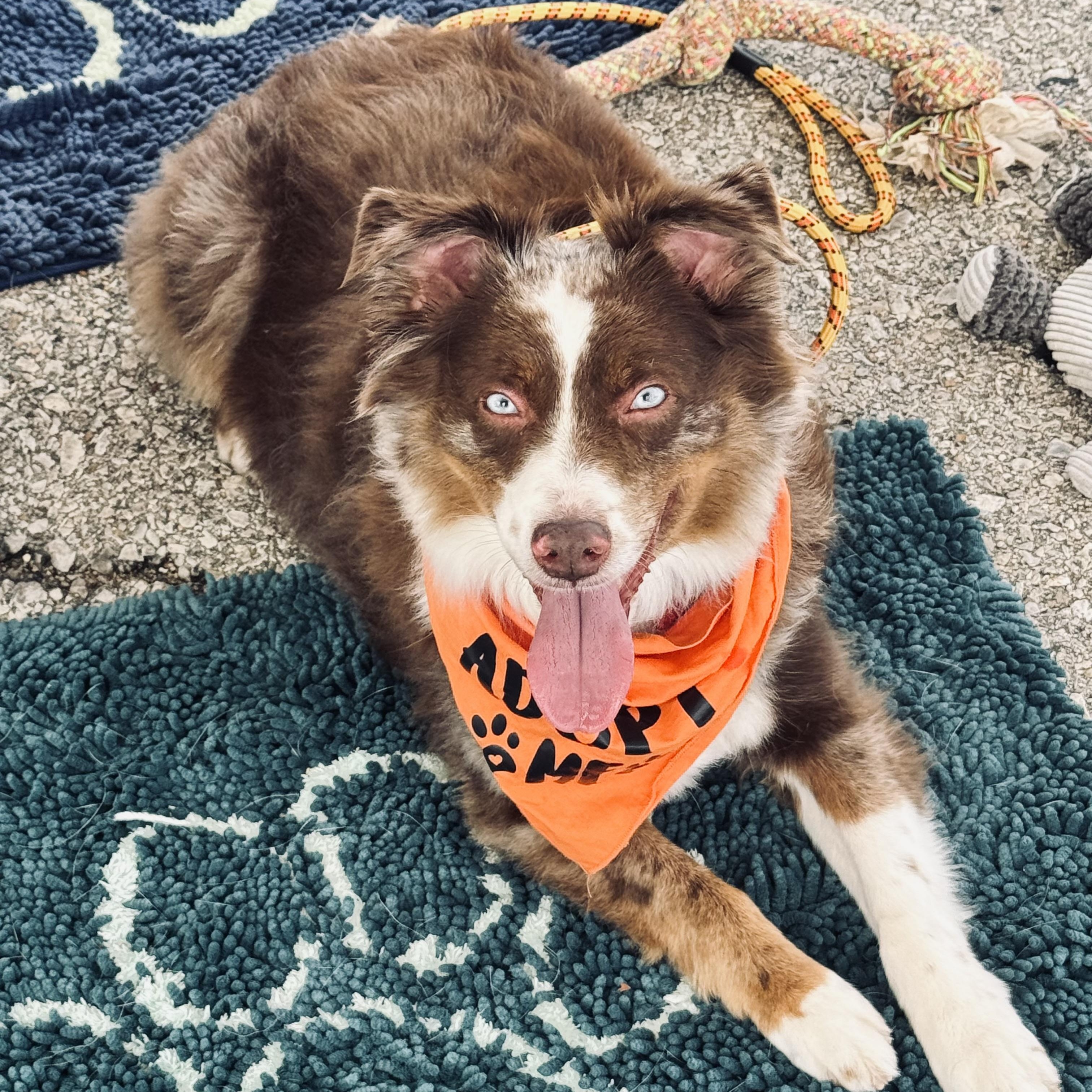 Enlarge Zeus, a Adoptable Australian Shepherd in Louisburg, KS image 1/5