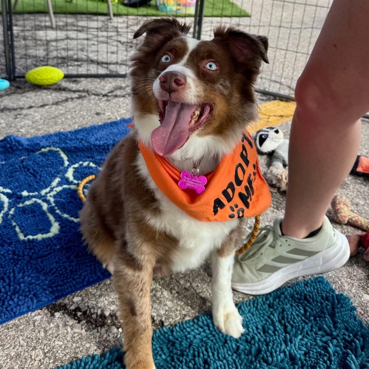 Enlarge Zeus, a Adoptable Australian Shepherd in Louisburg, KS image 4/5
