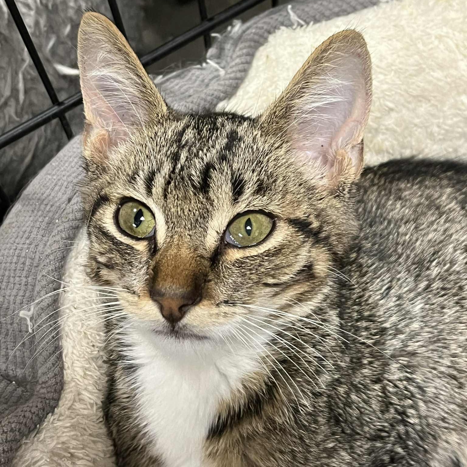 Enlarge Zip, a Adoptable mixed breed in Antioch, CA image 1/1