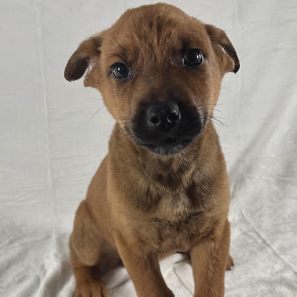 Jose, Adoptable, Puppy Male German Shepherd Dog.