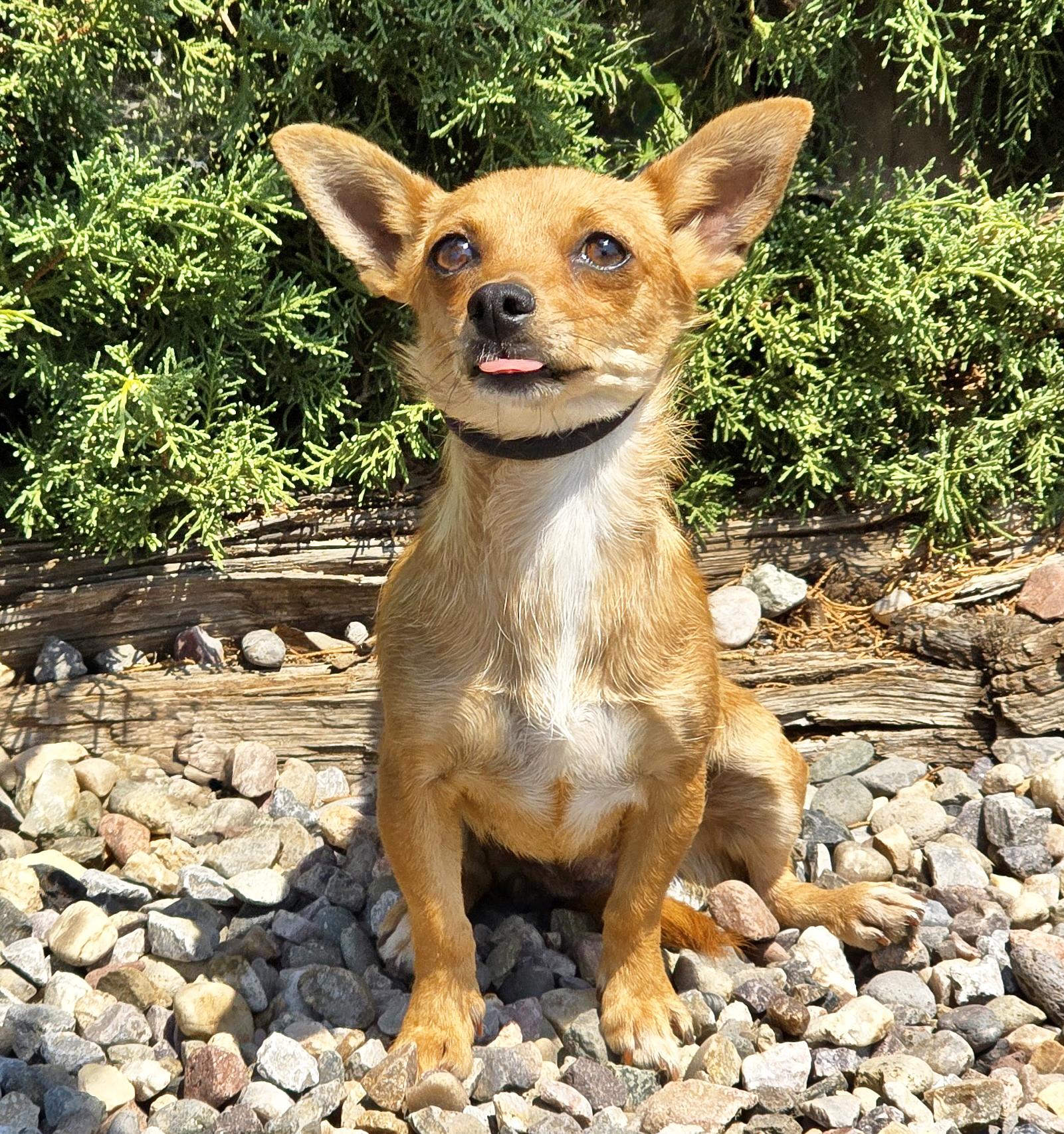 Enlarge Jazzy Lil Ms Jenga - SWEETIE PIE, an adopted Chiweenie in Albuquerque, NM image 2/3