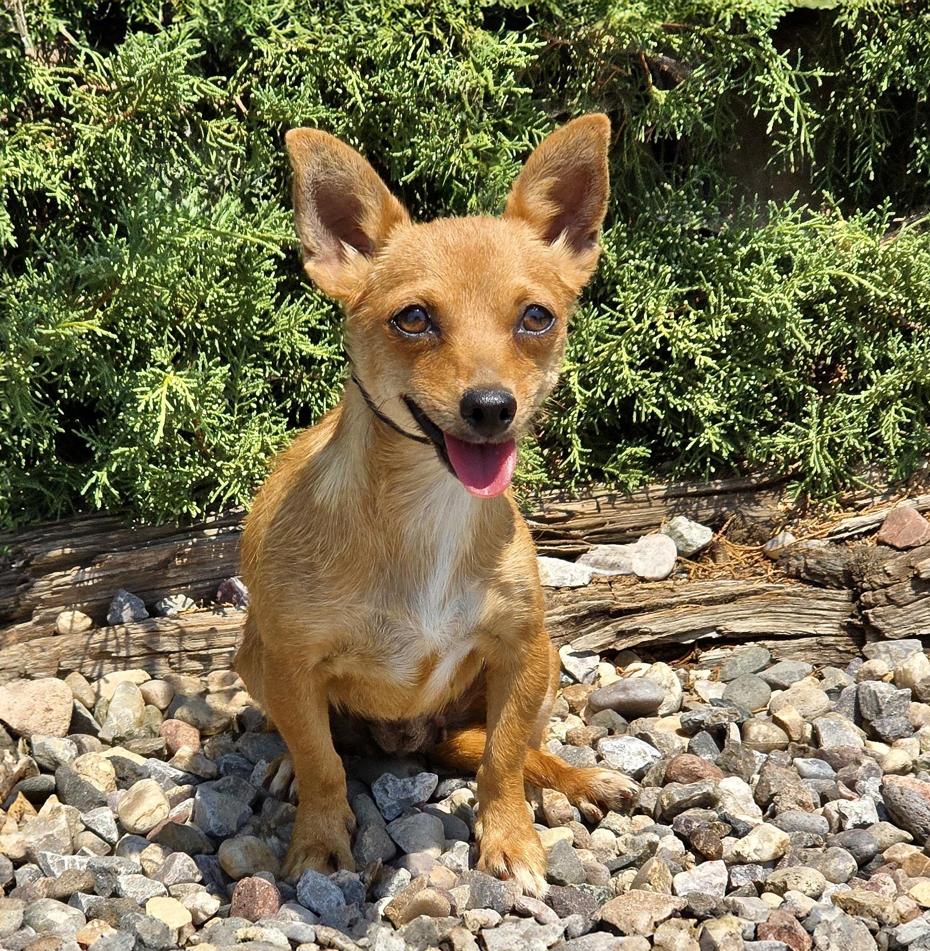 Jazzy Lil Ms Jenga - SWEETIE PIE, adopted, Young Female Chiweenie.